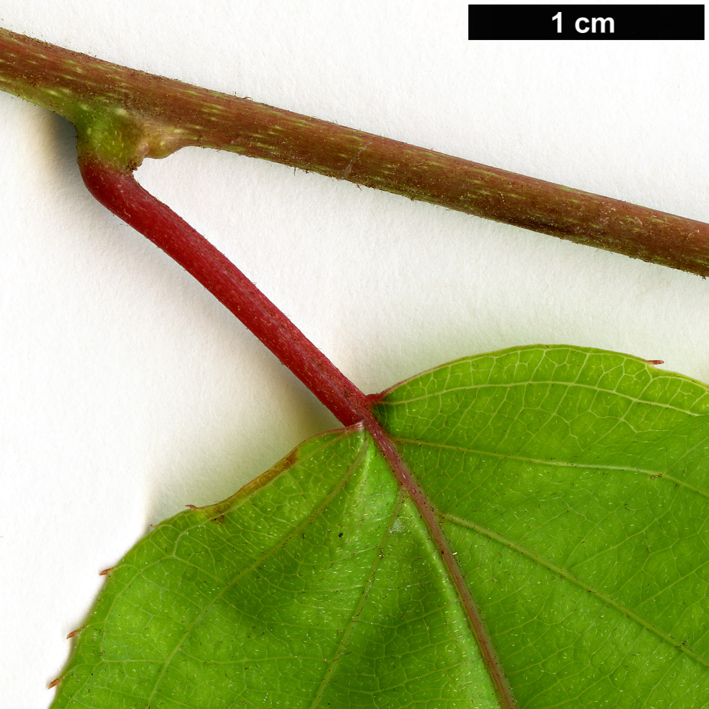 High resolution image: Family: Actinidiaceae - Genus: Actinidia - Taxon: arguta