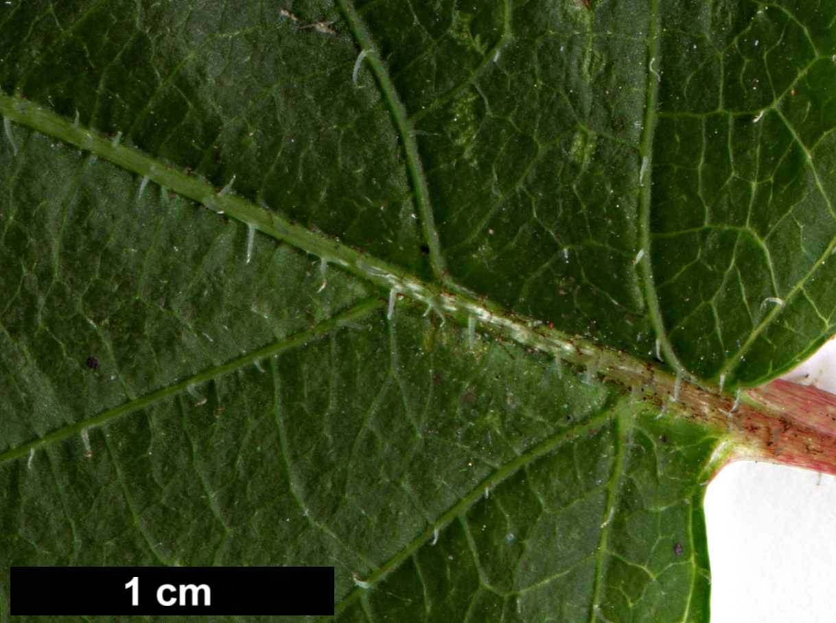 High resolution image: Family: Actinidiaceae - Genus: Actinidia - Taxon: arguta