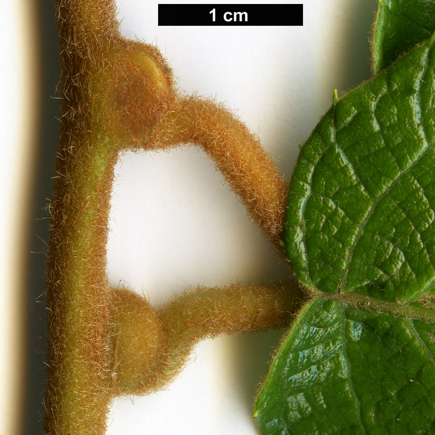 High resolution image: Family: Actinidiaceae - Genus: Actinidia - Taxon: hemsleyana