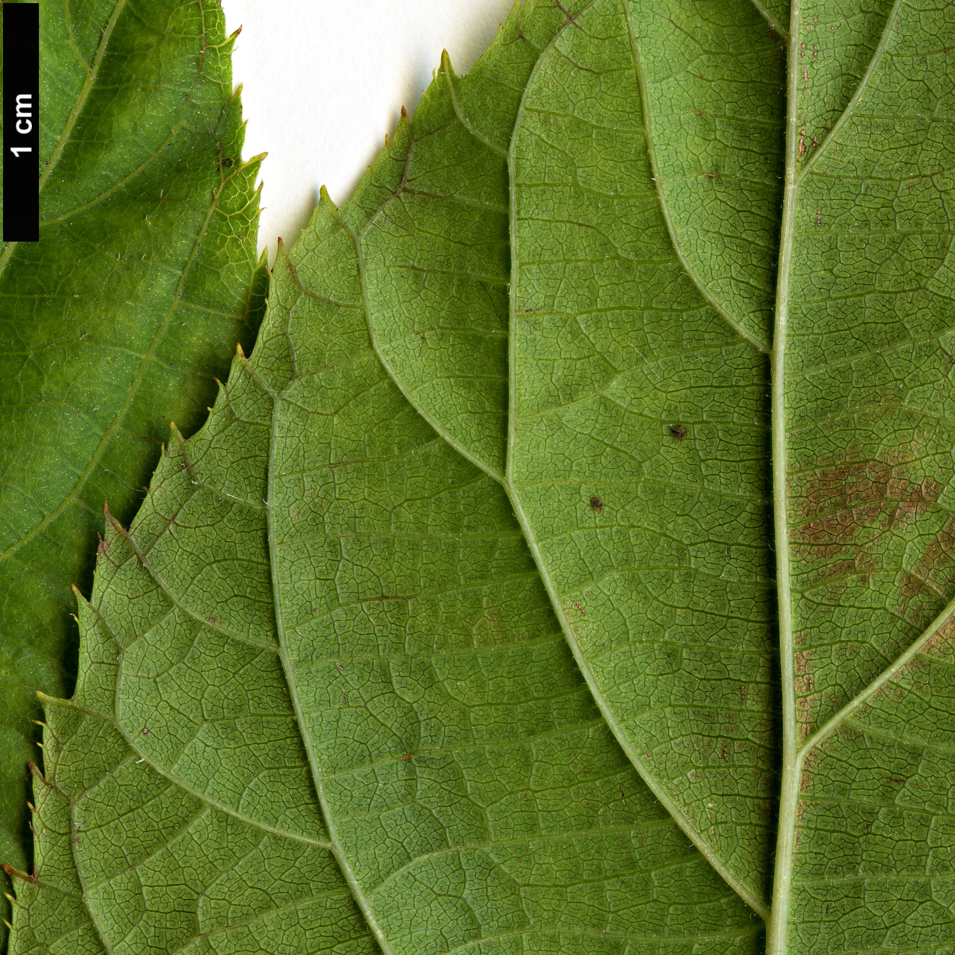 High resolution image: Family: Actinidiaceae - Genus: Actinidia - Taxon: kolomikta