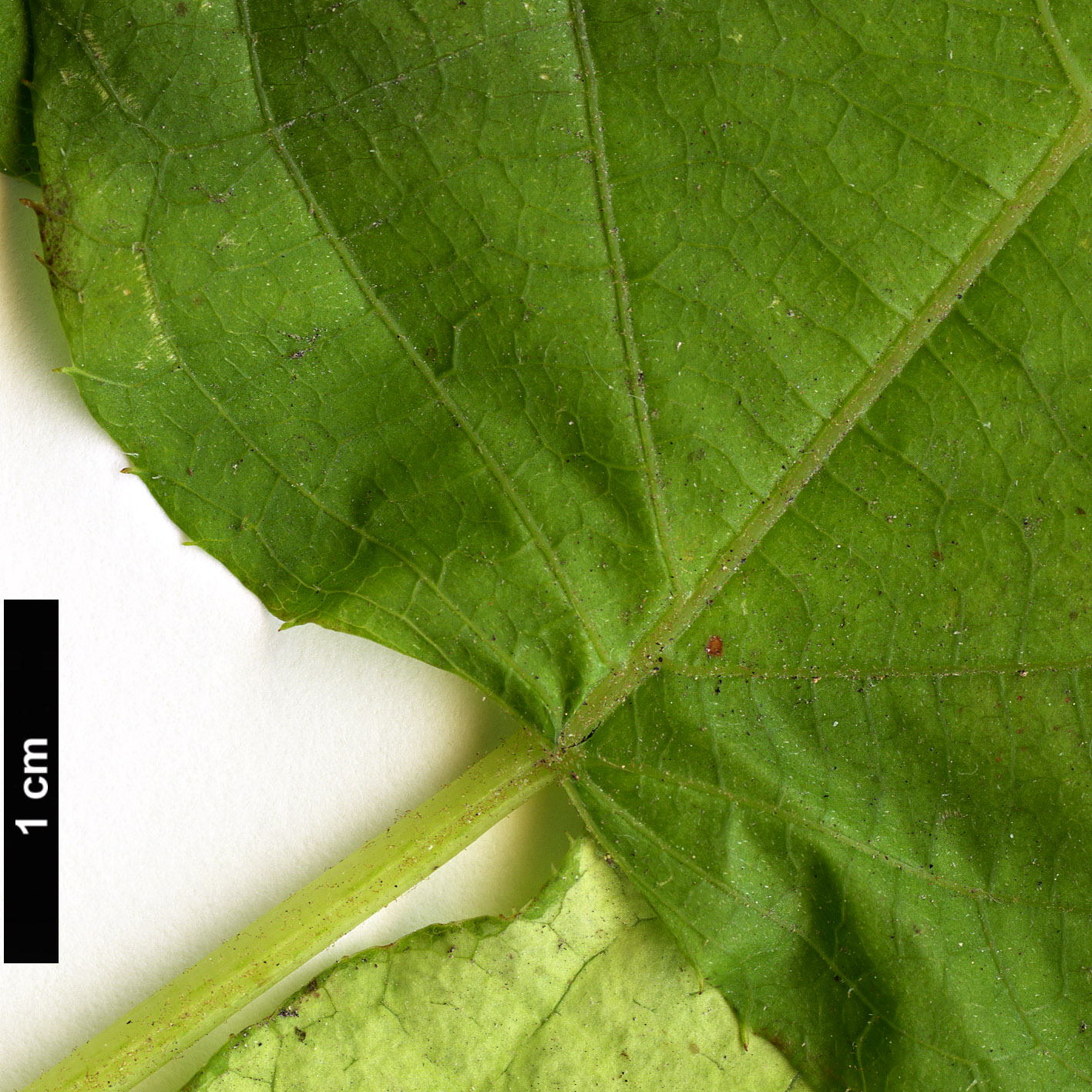 High resolution image: Family: Actinidiaceae - Genus: Actinidia - Taxon: kolomikta