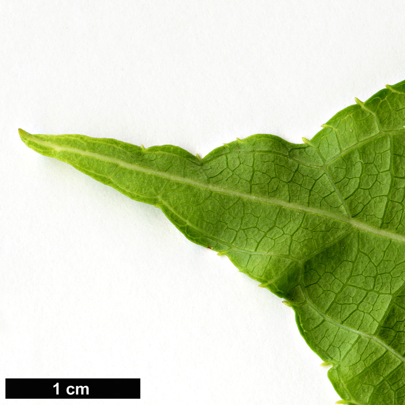 High resolution image: Family: Actinidiaceae - Genus: Actinidia - Taxon: polygama