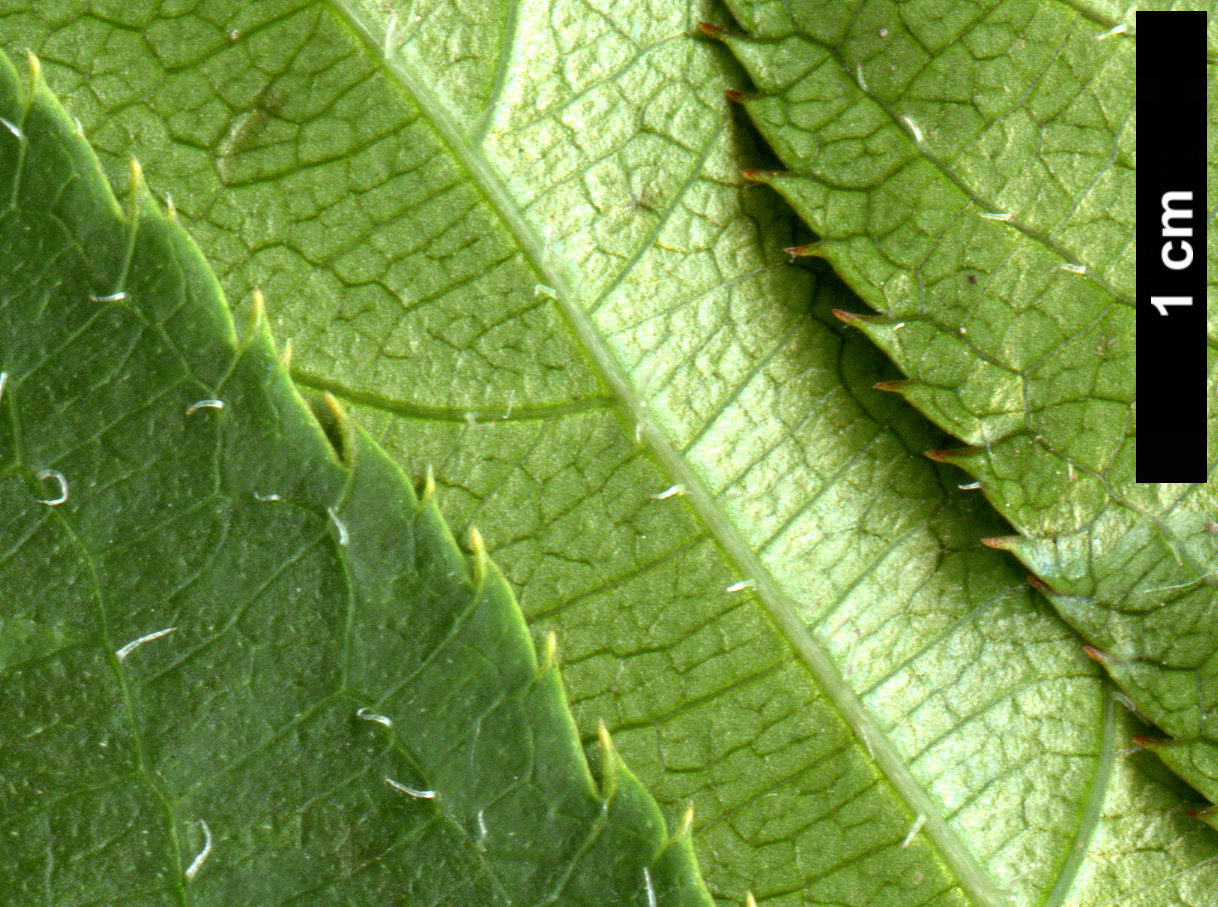 High resolution image: Family: Actinidiaceae - Genus: Actinidia - Taxon: polygama