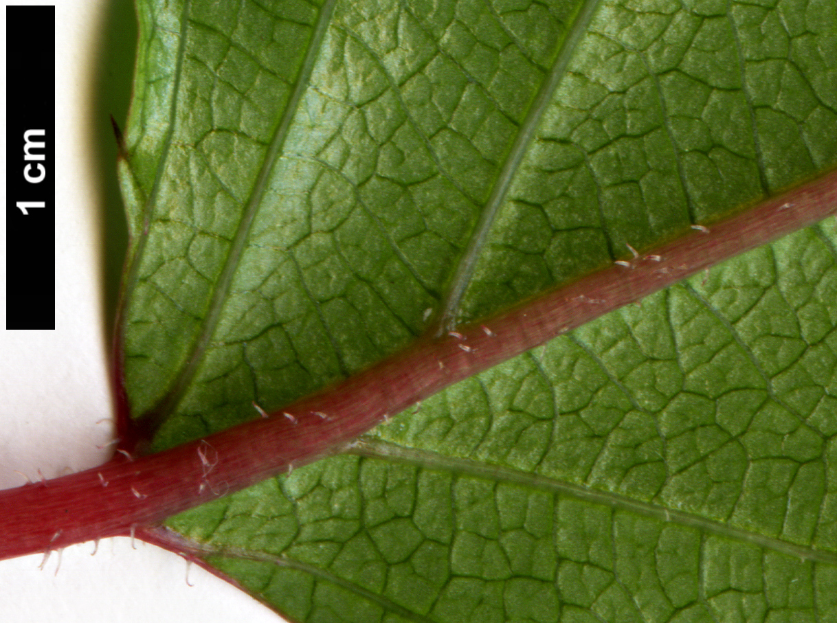 High resolution image: Family: Actinidiaceae - Genus: Actinidia - Taxon: polygama