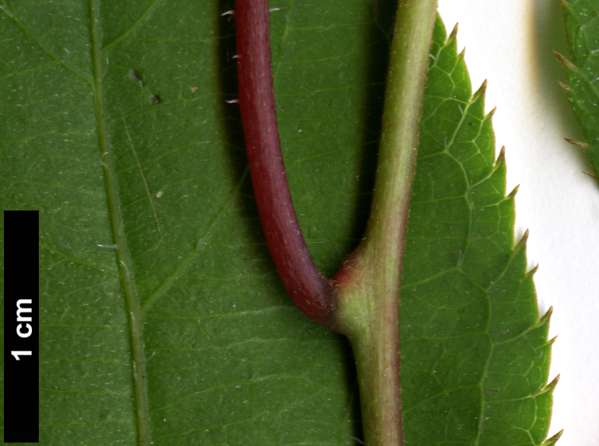 High resolution image: Family: Actinidiaceae - Genus: Actinidia - Taxon: polygama