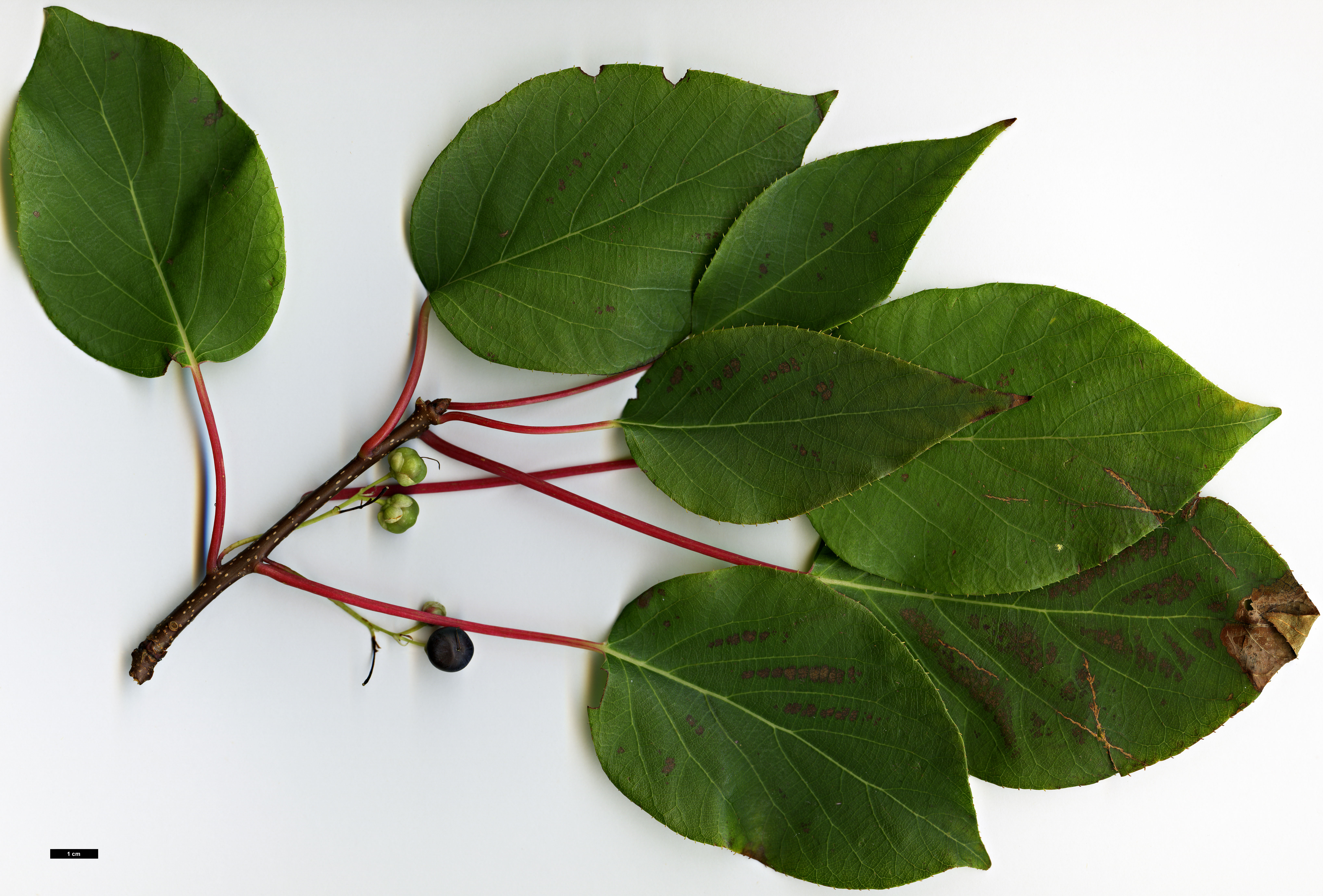 High resolution image: Family: Actinidiaceae - Genus: Clematoclethra - Taxon: scandens