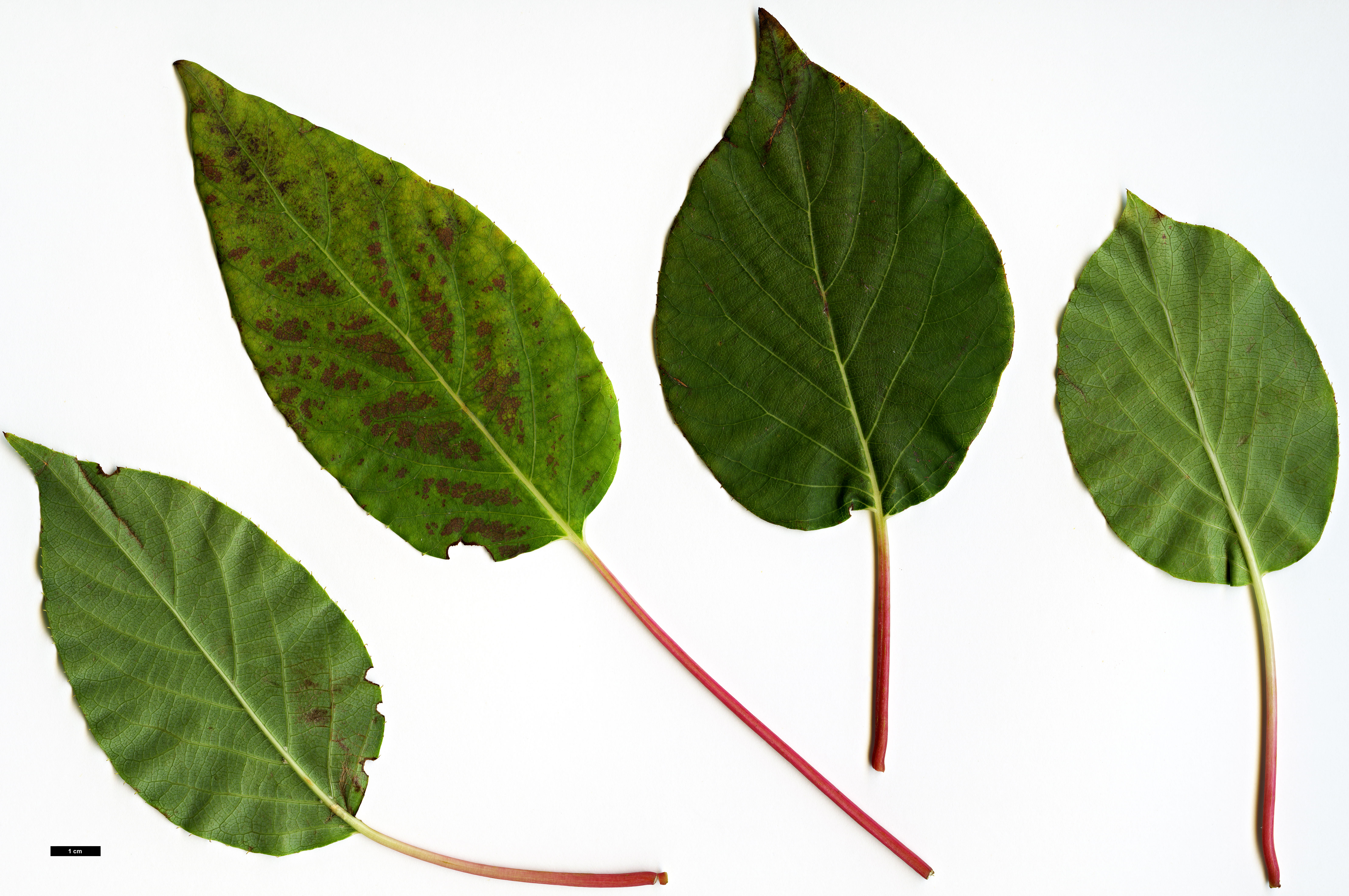 High resolution image: Family: Actinidiaceae - Genus: Clematoclethra - Taxon: scandens