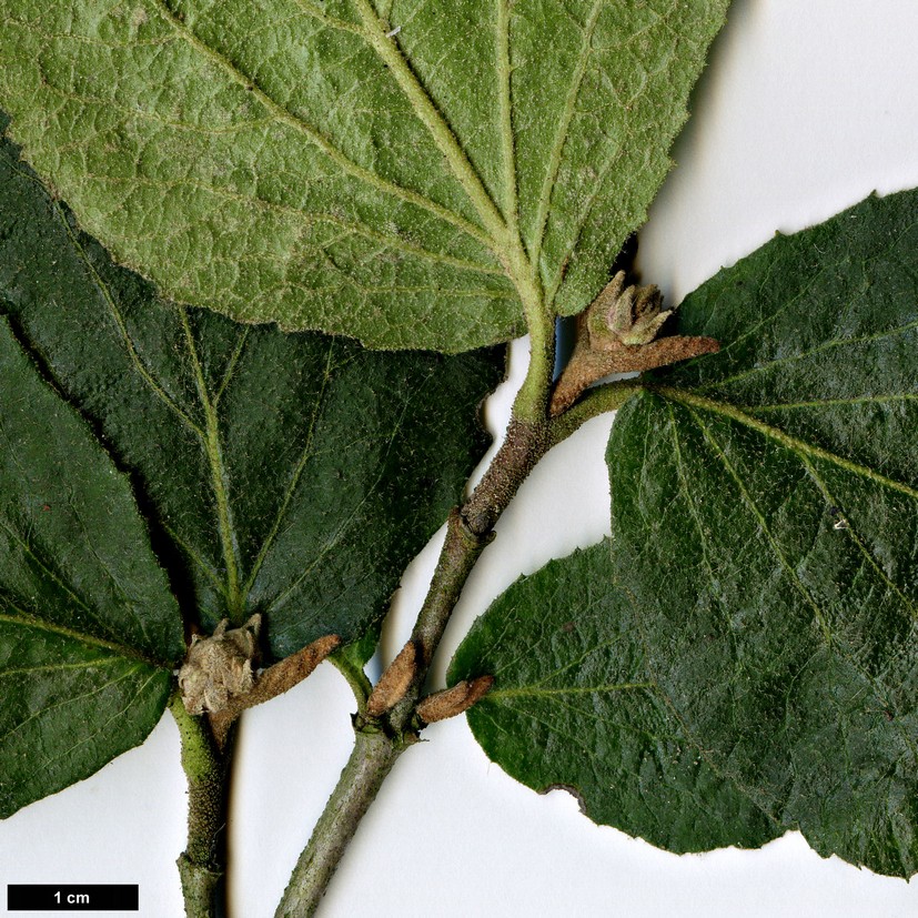 High resolution image: Family: Adoxaceaae - Genus: Viburnum - Taxon: carlesii