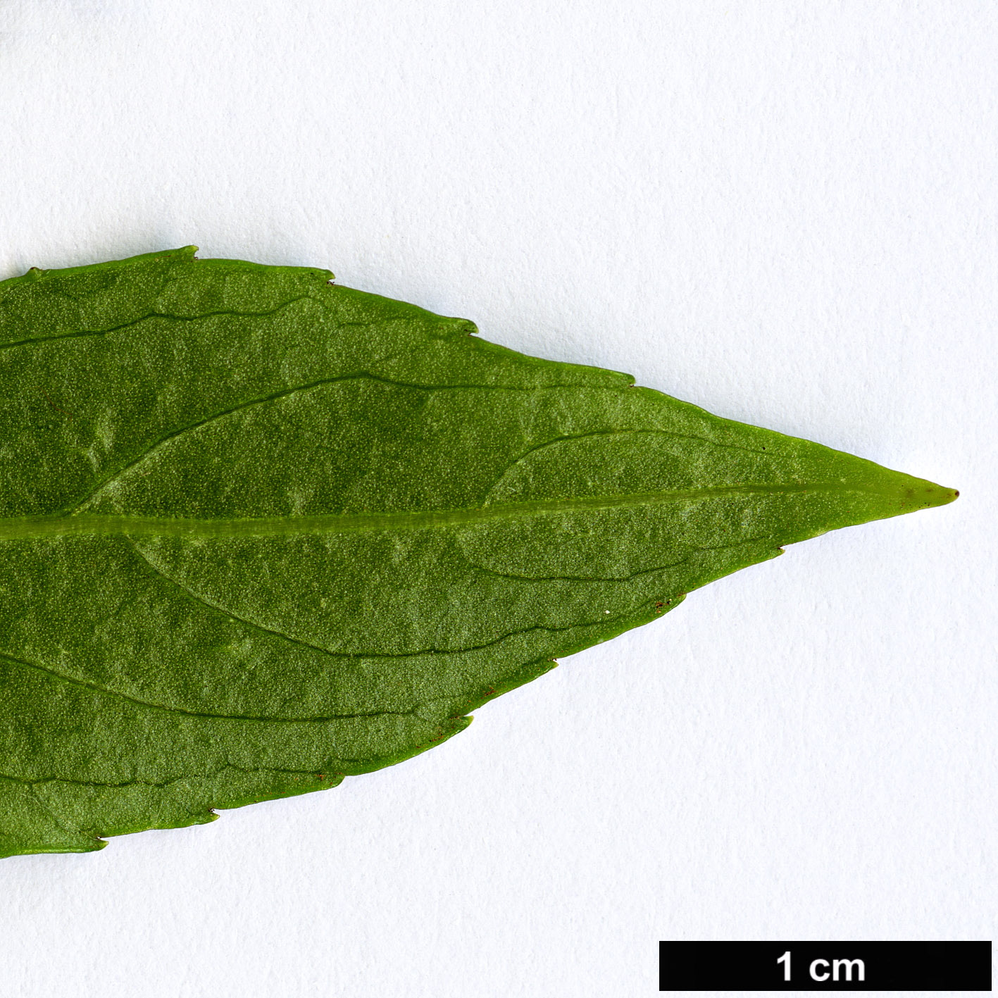 High resolution image: Family: Adoxaceae - Genus: Sambucus - Taxon: australasica