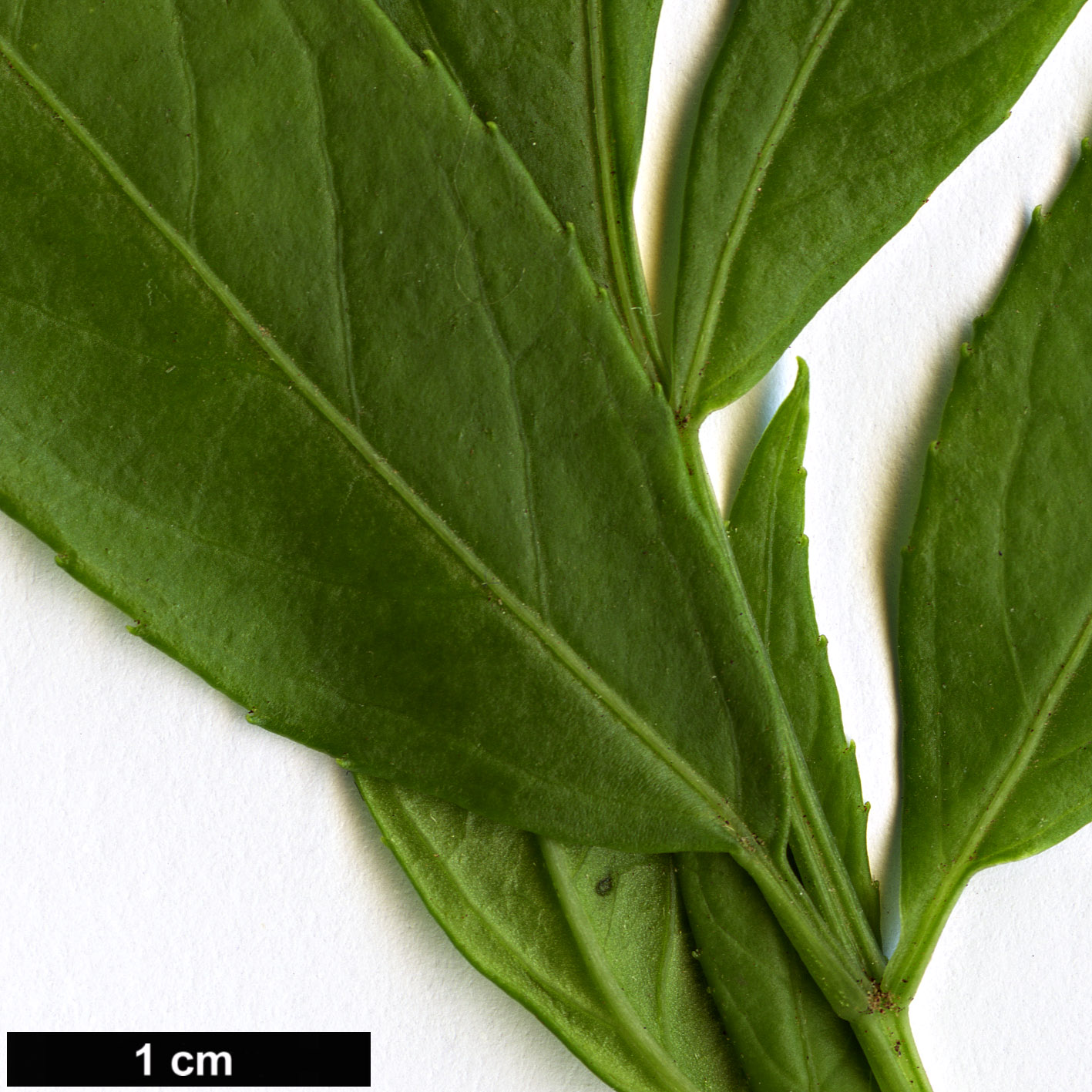 High resolution image: Family: Adoxaceae - Genus: Sambucus - Taxon: australasica