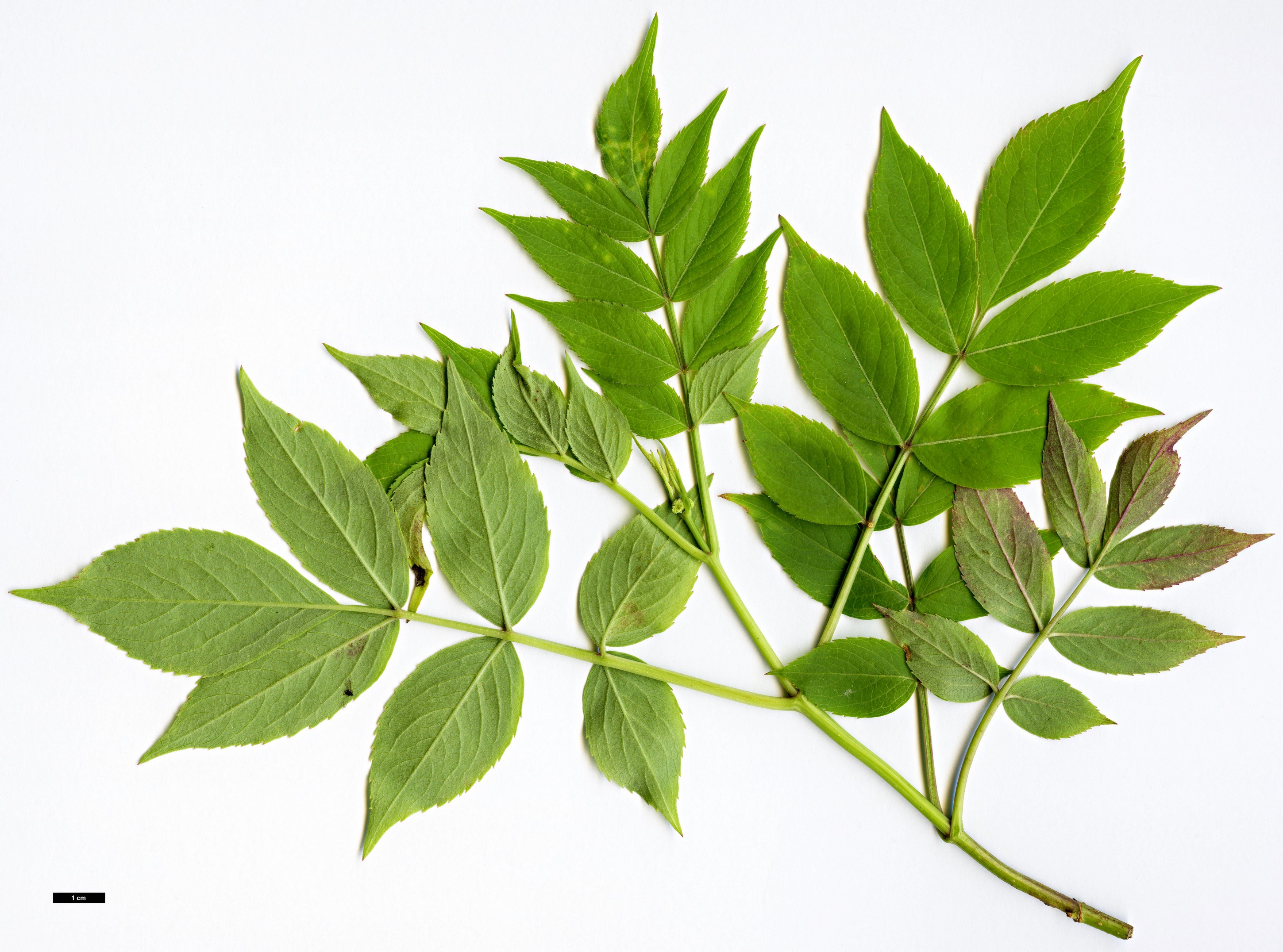 High resolution image: Family: Adoxaceae - Genus: Sambucus - Taxon: canadensis