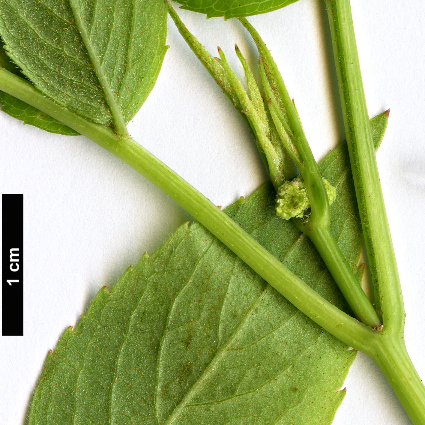 High resolution image: Family: Adoxaceae - Genus: Sambucus - Taxon: canadensis