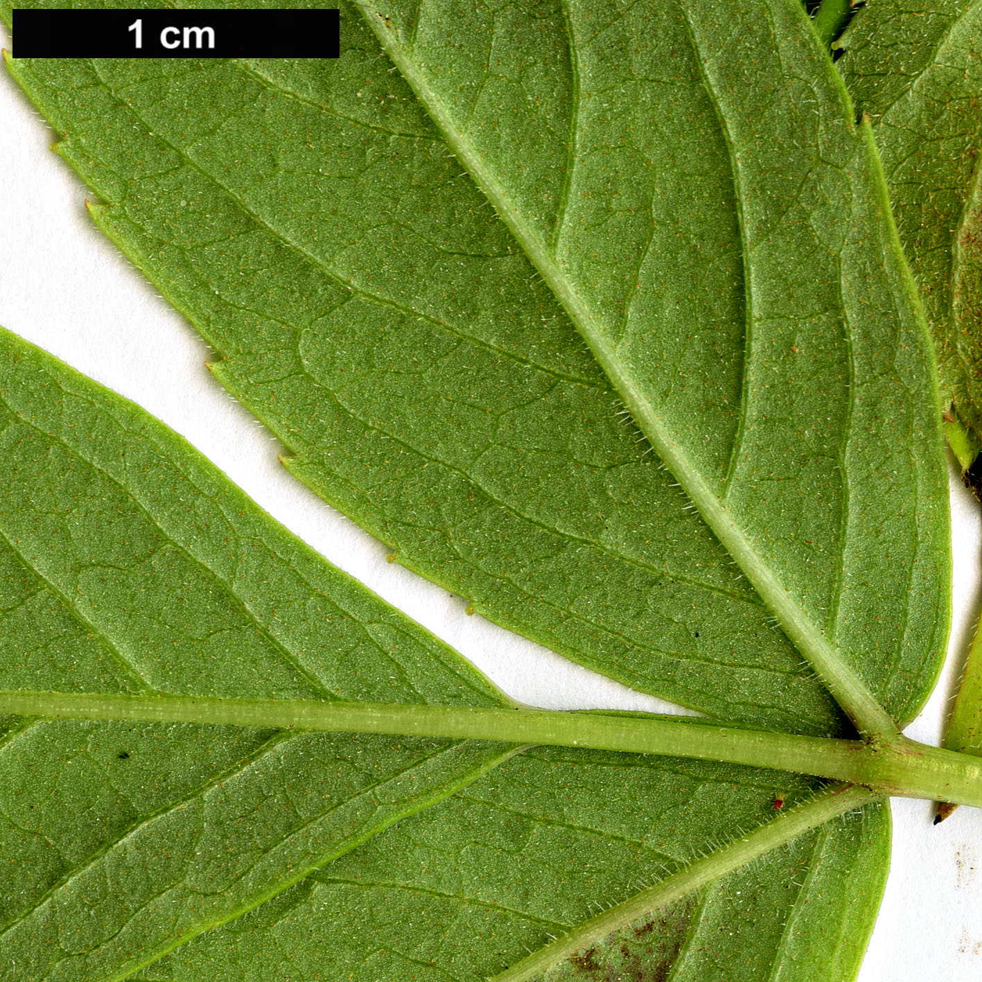 High resolution image: Family: Adoxaceae - Genus: Sambucus - Taxon: canadensis