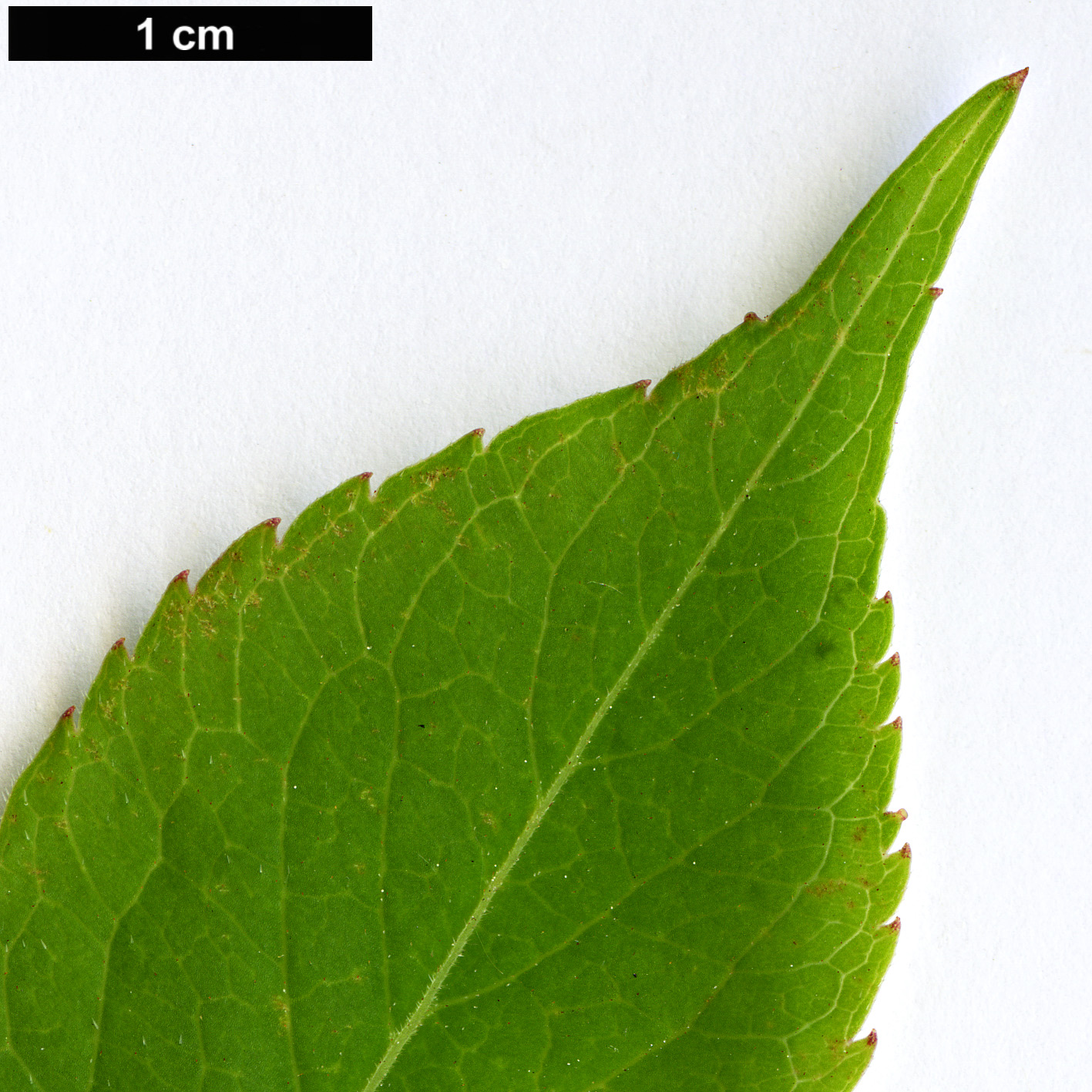 High resolution image: Family: Adoxaceae - Genus: Sambucus - Taxon: canadensis