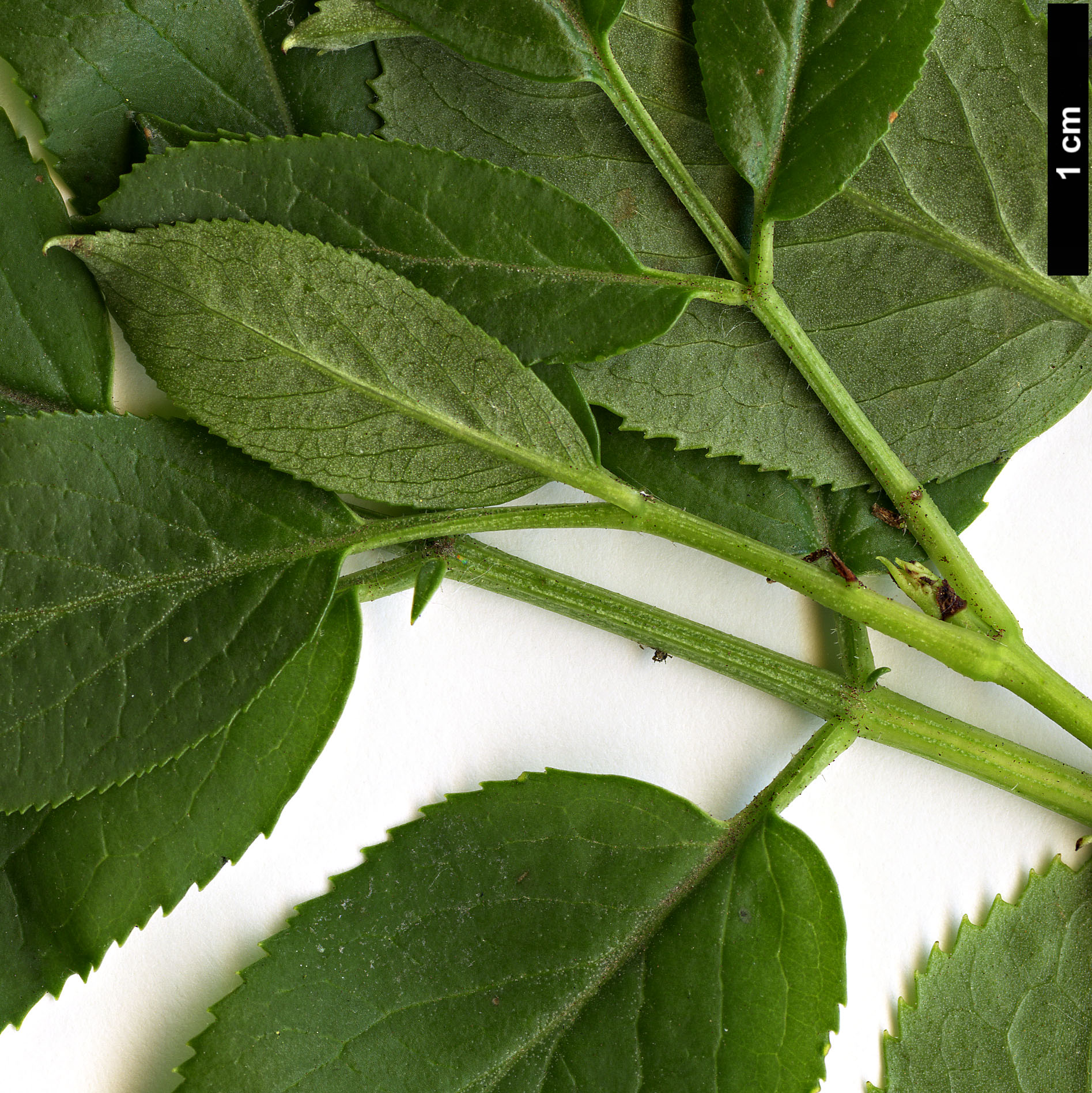 High resolution image: Family: Adoxaceae - Genus: Sambucus - Taxon: mexicana