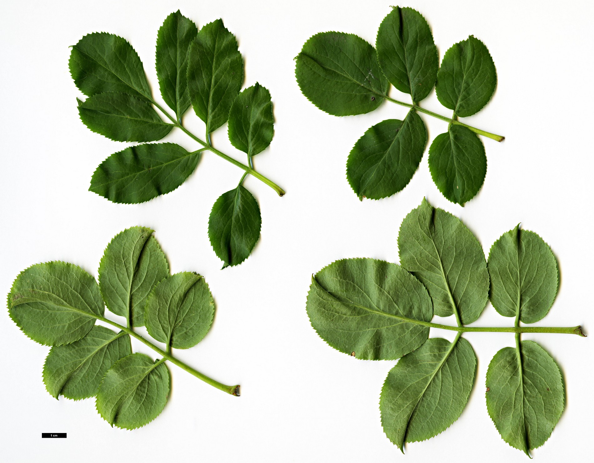 High resolution image: Family: Adoxaceae - Genus: Sambucus - Taxon: mexicana