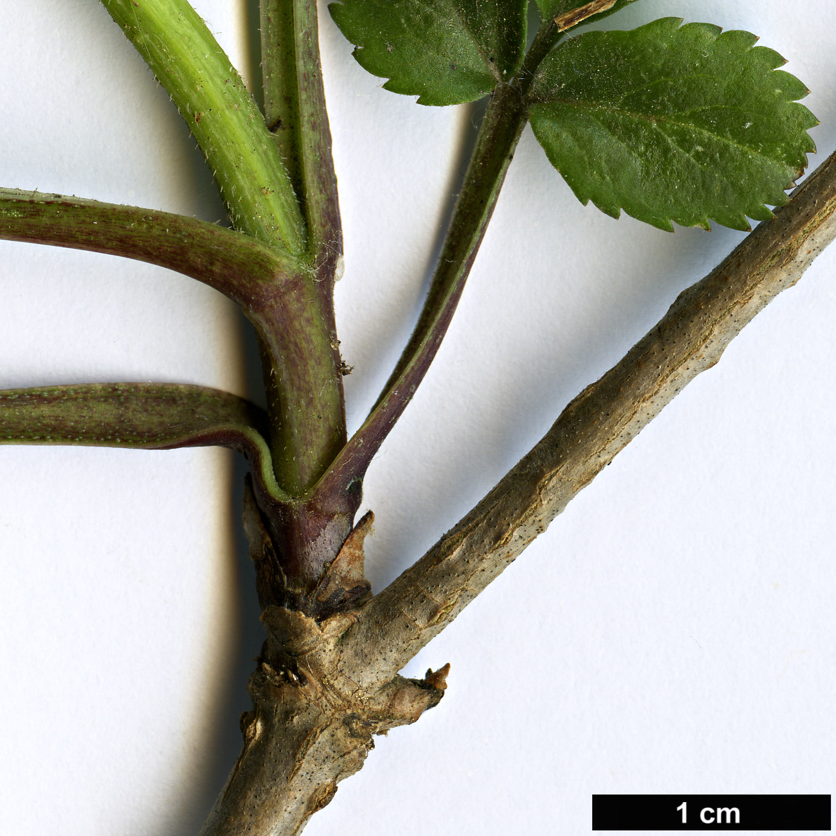 High resolution image: Family: Adoxaceae - Genus: Sambucus - Taxon: nigra