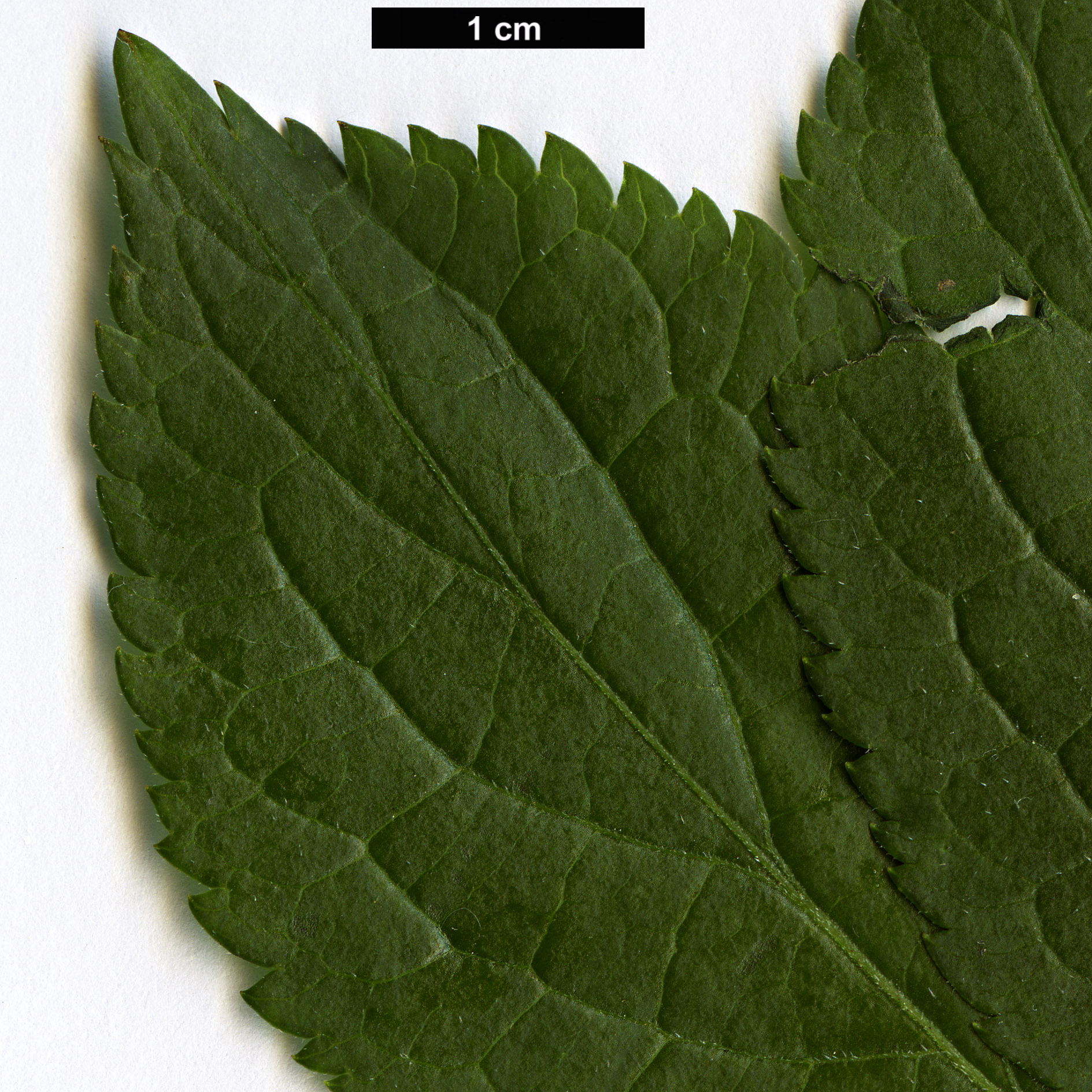 High resolution image: Family: Adoxaceae - Genus: Sambucus - Taxon: nigra