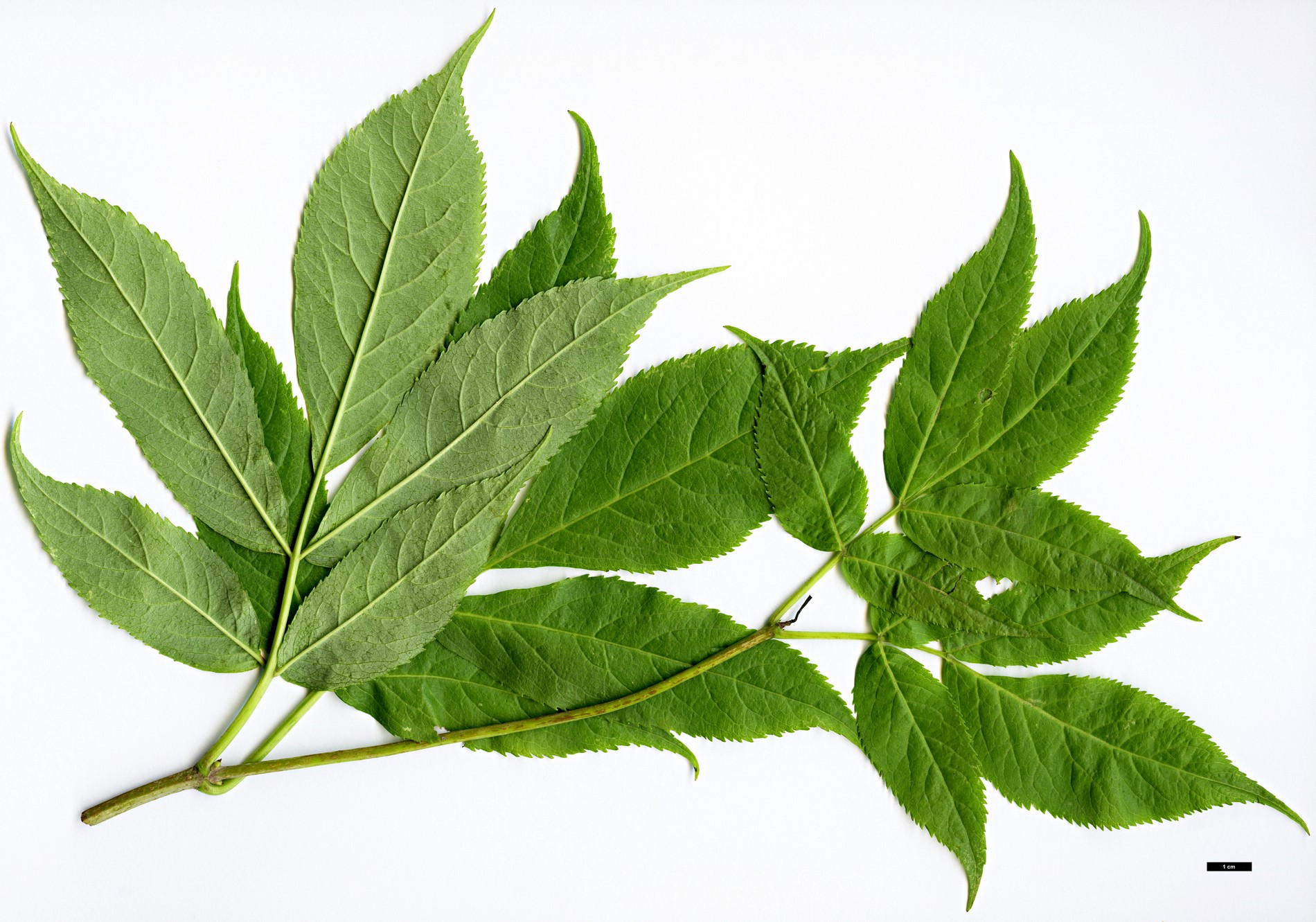 High resolution image: Family: Adoxaceae - Genus: Sambucus - Taxon: racemosa