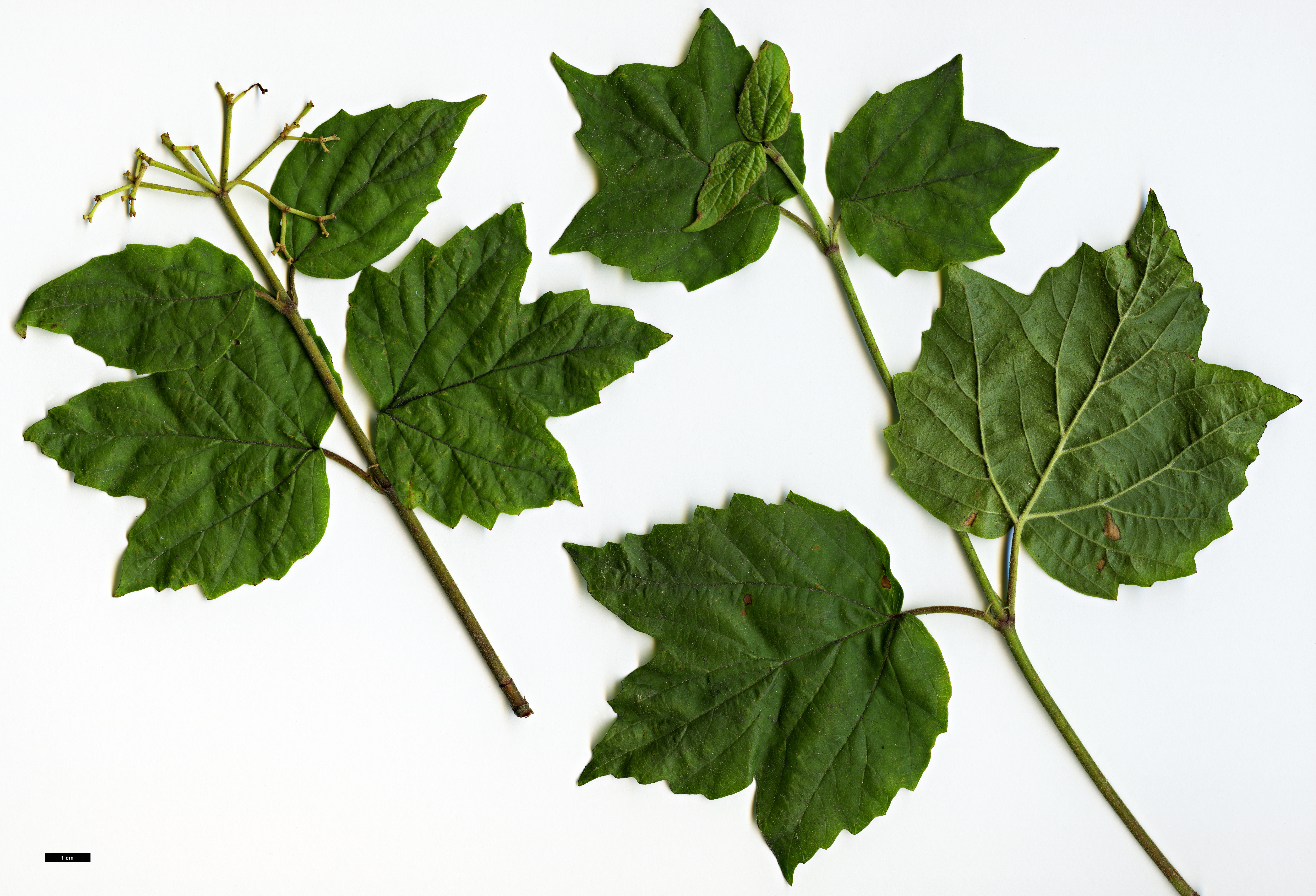 High resolution image: Family: Adoxaceae - Genus: Viburnum - Taxon: acerifolium