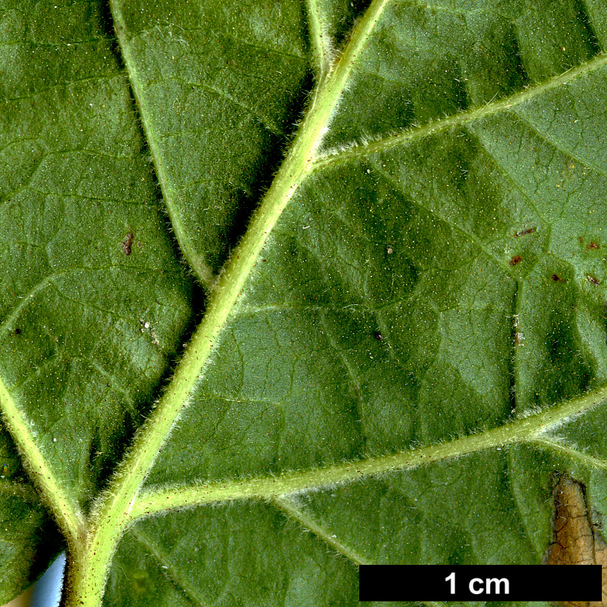 High resolution image: Family: Adoxaceae - Genus: Viburnum - Taxon: acerifolium