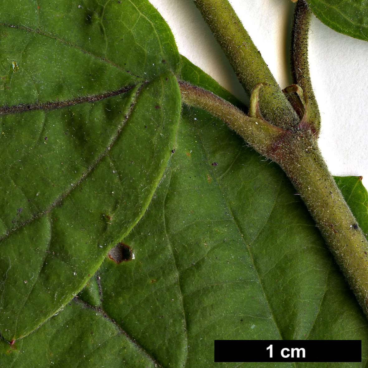 High resolution image: Family: Adoxaceae - Genus: Viburnum - Taxon: acerifolium