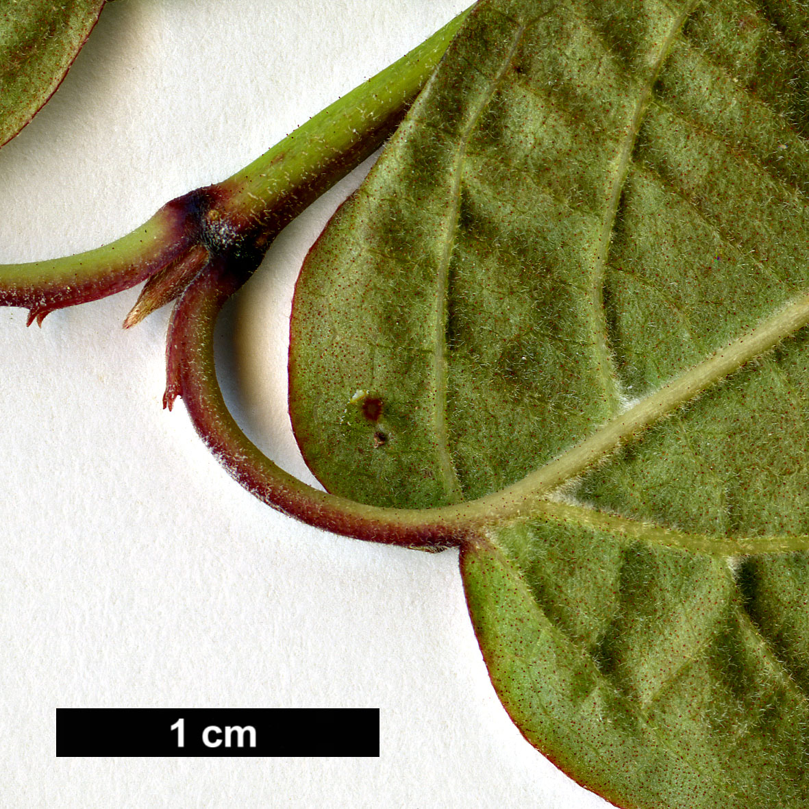 High resolution image: Family: Adoxaceae - Genus: Viburnum - Taxon: acerifolium