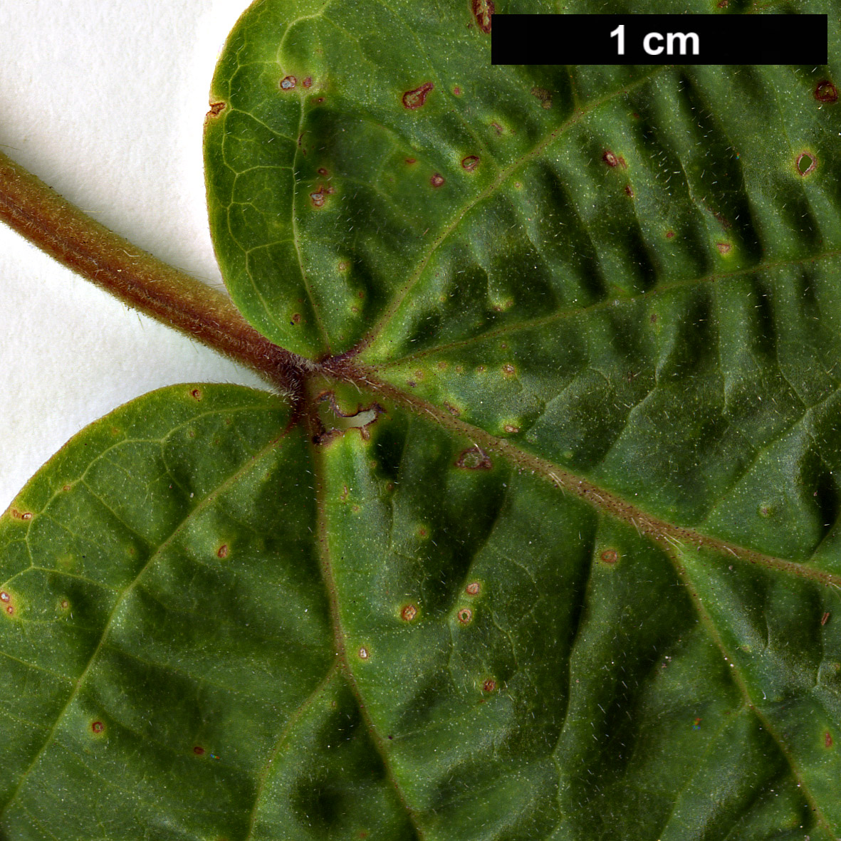 High resolution image: Family: Adoxaceae - Genus: Viburnum - Taxon: acerifolium