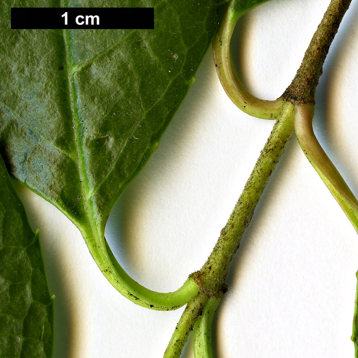 High resolution image: Family: Adoxaceae - Genus: Viburnum - Taxon: atrocyaneum