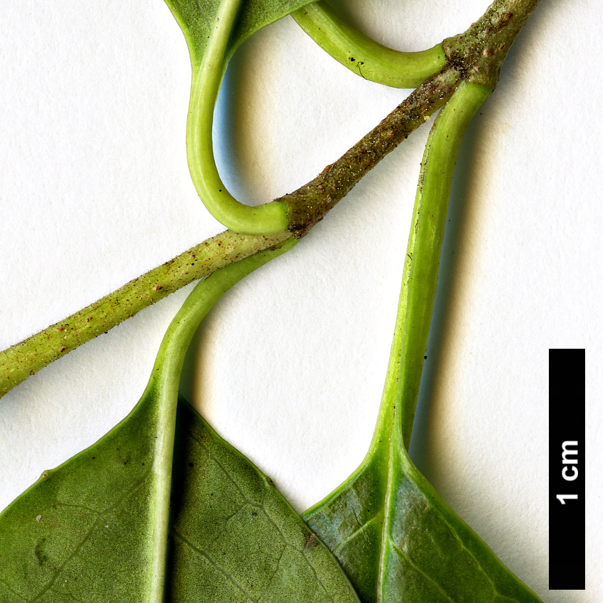 High resolution image: Family: Adoxaceae - Genus: Viburnum - Taxon: atrocyaneum