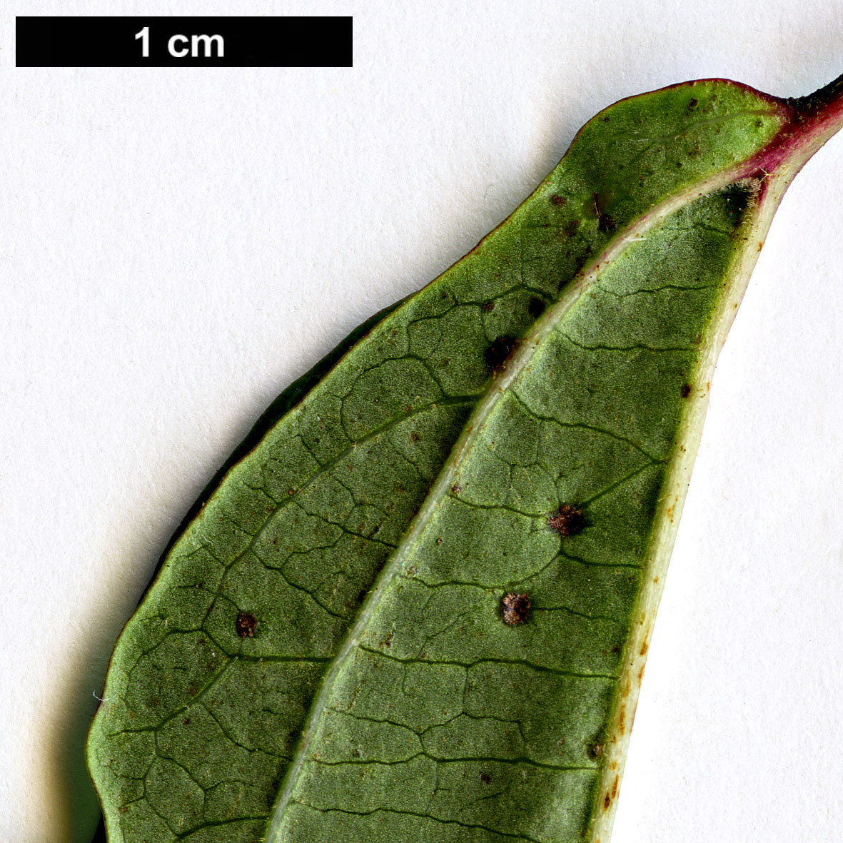 High resolution image: Family: Adoxaceae - Genus: Viburnum - Taxon: betulifolium