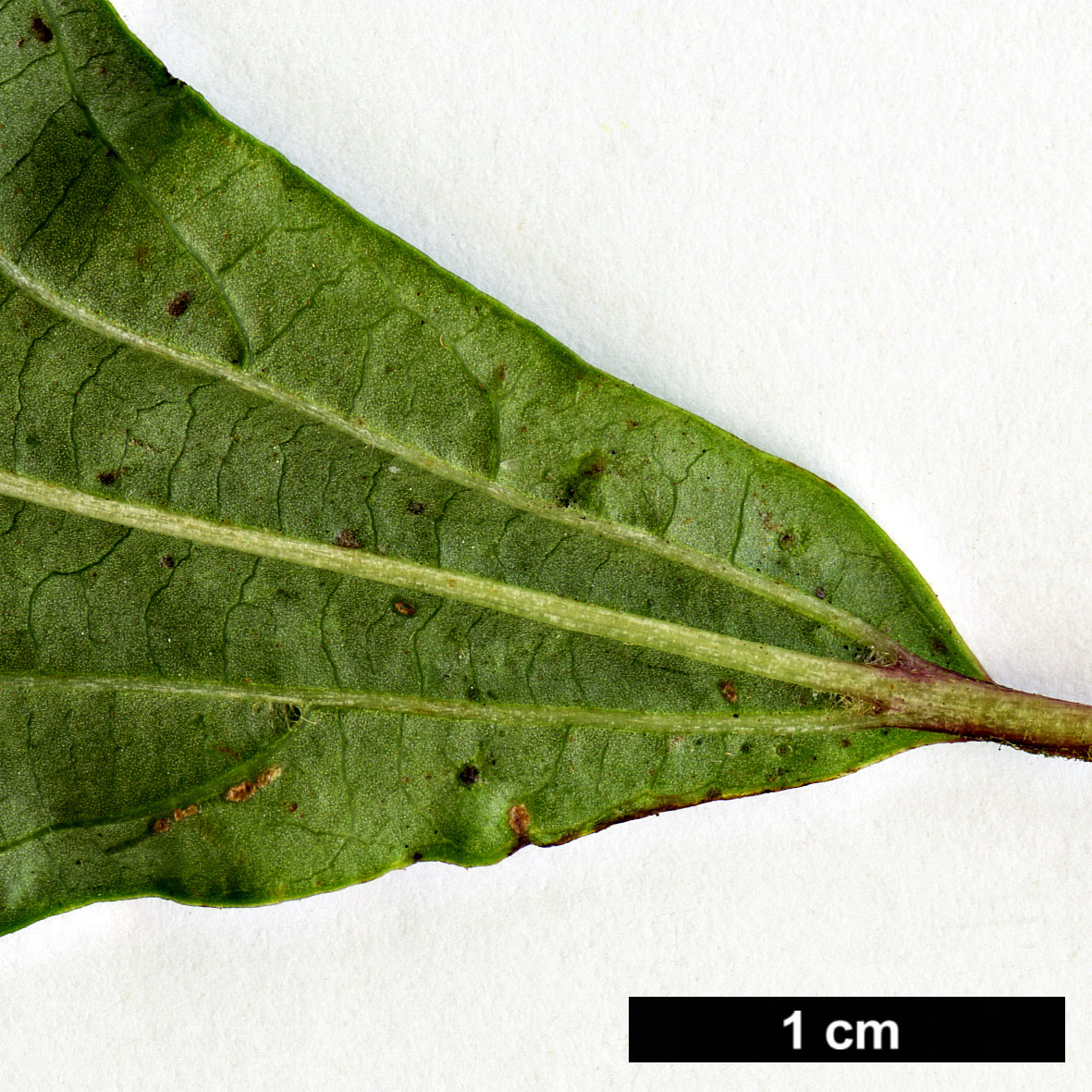 High resolution image: Family: Adoxaceae - Genus: Viburnum - Taxon: betulifolium