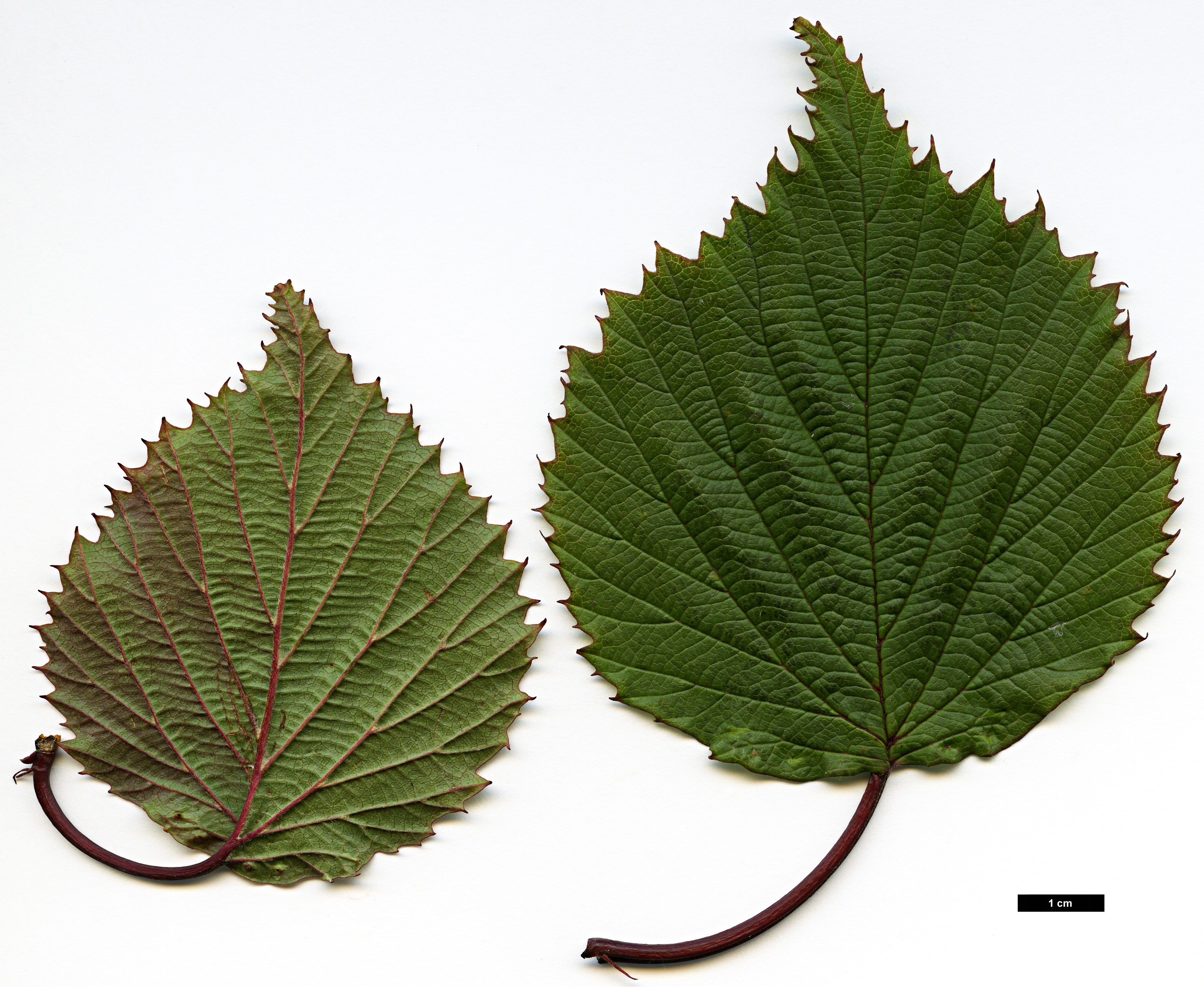 High resolution image: Family: Adoxaceae - Genus: Viburnum - Taxon: betulifolium