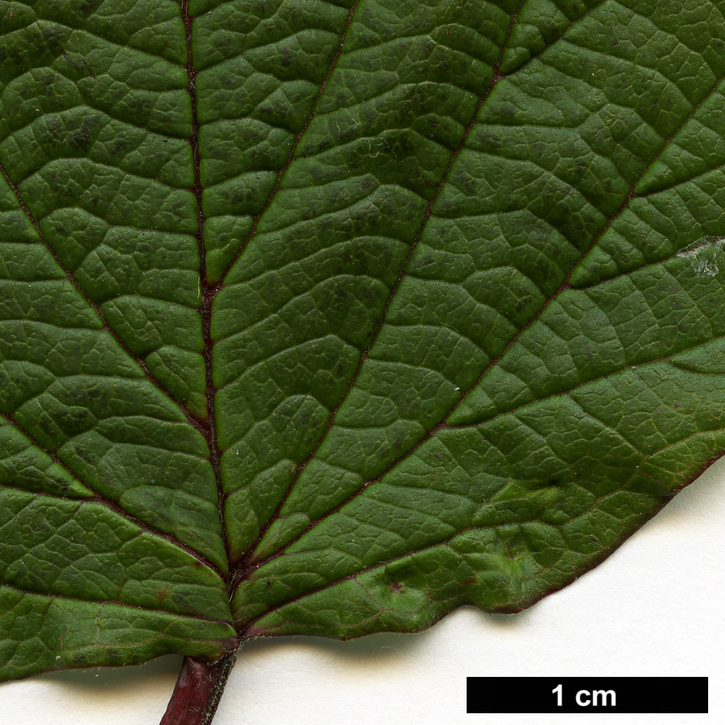 High resolution image: Family: Adoxaceae - Genus: Viburnum - Taxon: betulifolium