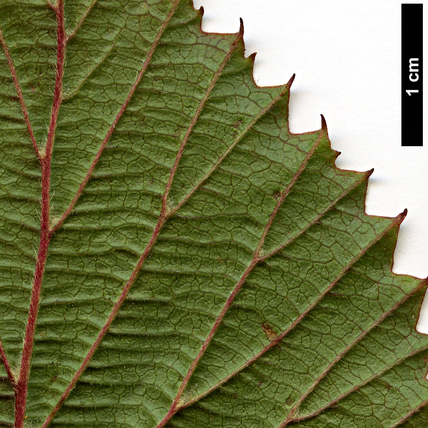 High resolution image: Family: Adoxaceae - Genus: Viburnum - Taxon: betulifolium