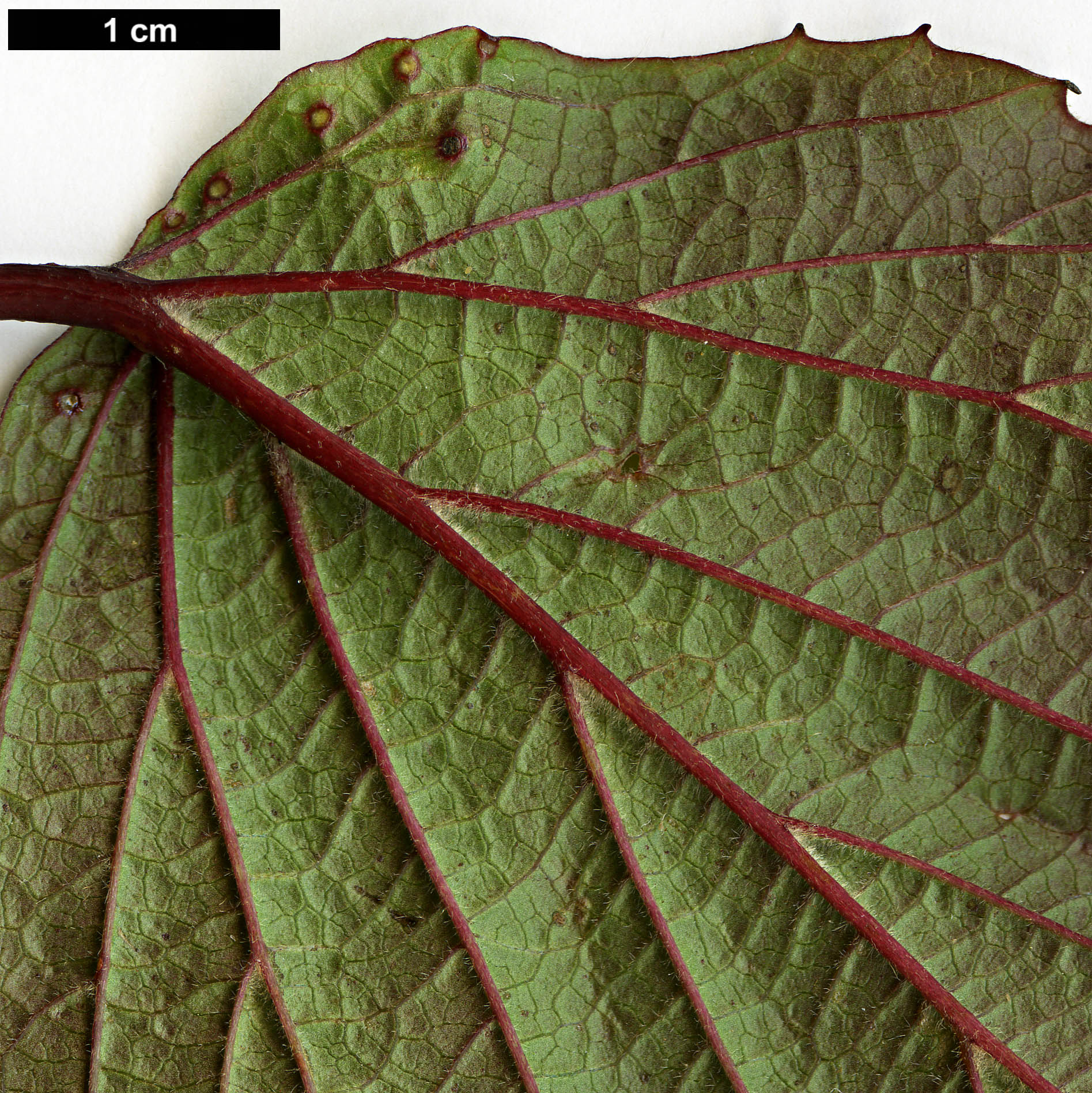 High resolution image: Family: Adoxaceae - Genus: Viburnum - Taxon: betulifolium