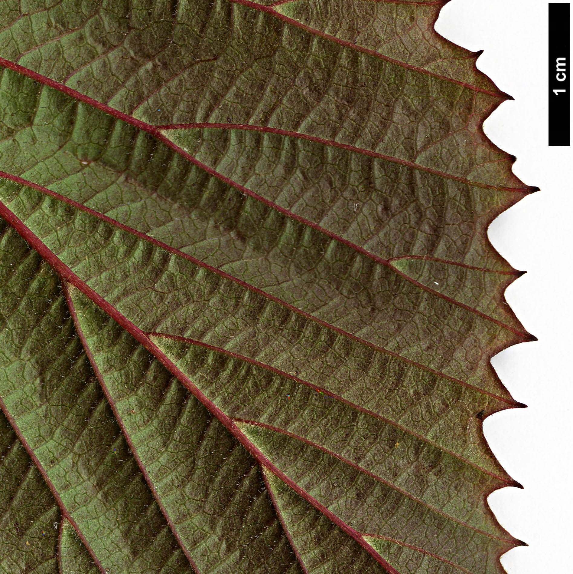 High resolution image: Family: Adoxaceae - Genus: Viburnum - Taxon: betulifolium