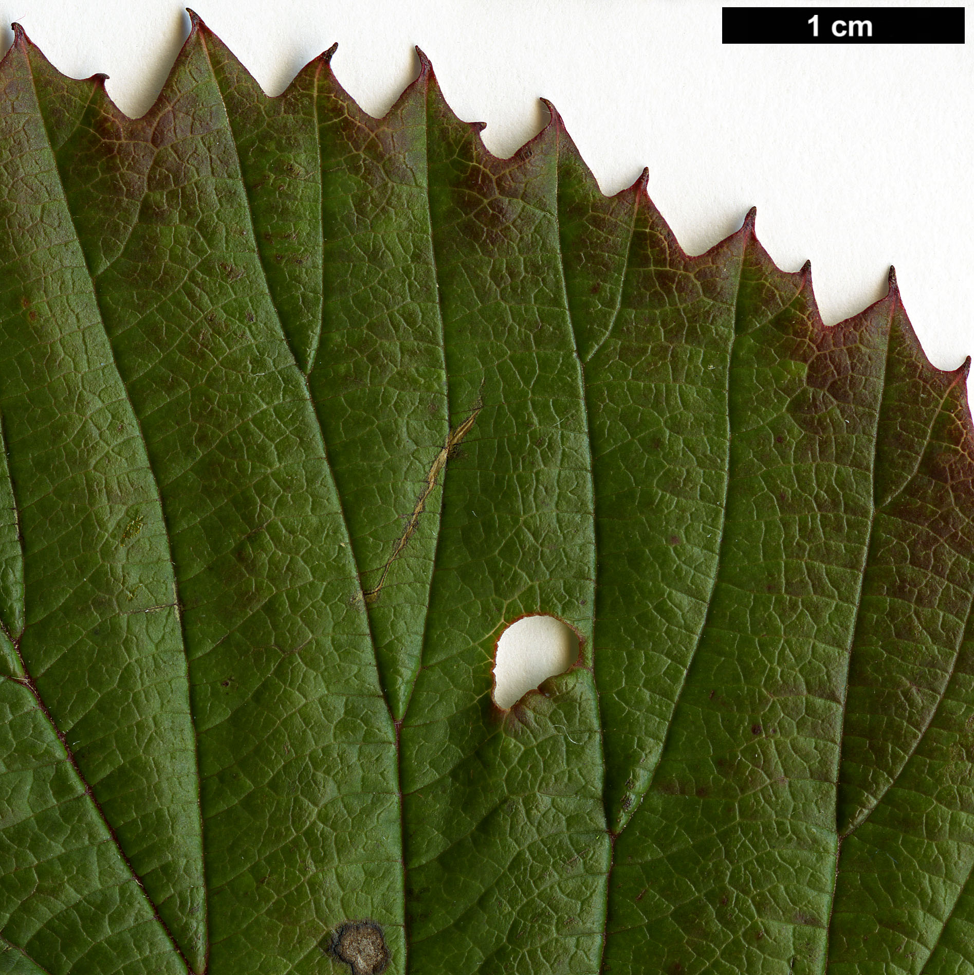 High resolution image: Family: Adoxaceae - Genus: Viburnum - Taxon: betulifolium