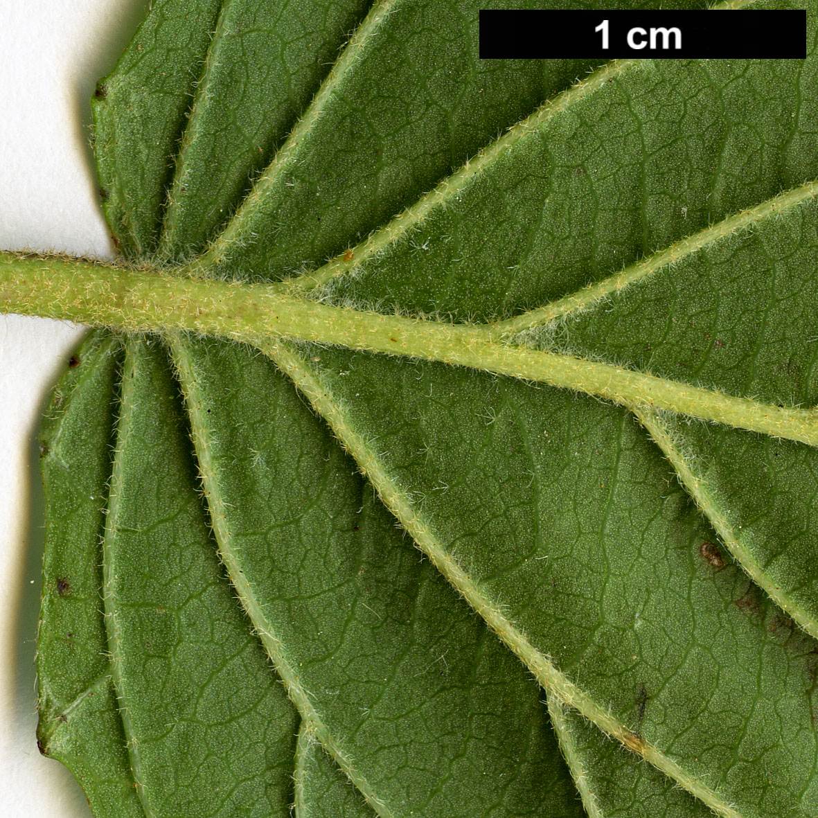 High resolution image: Family: Adoxaceae - Genus: Viburnum - Taxon: bracteatum