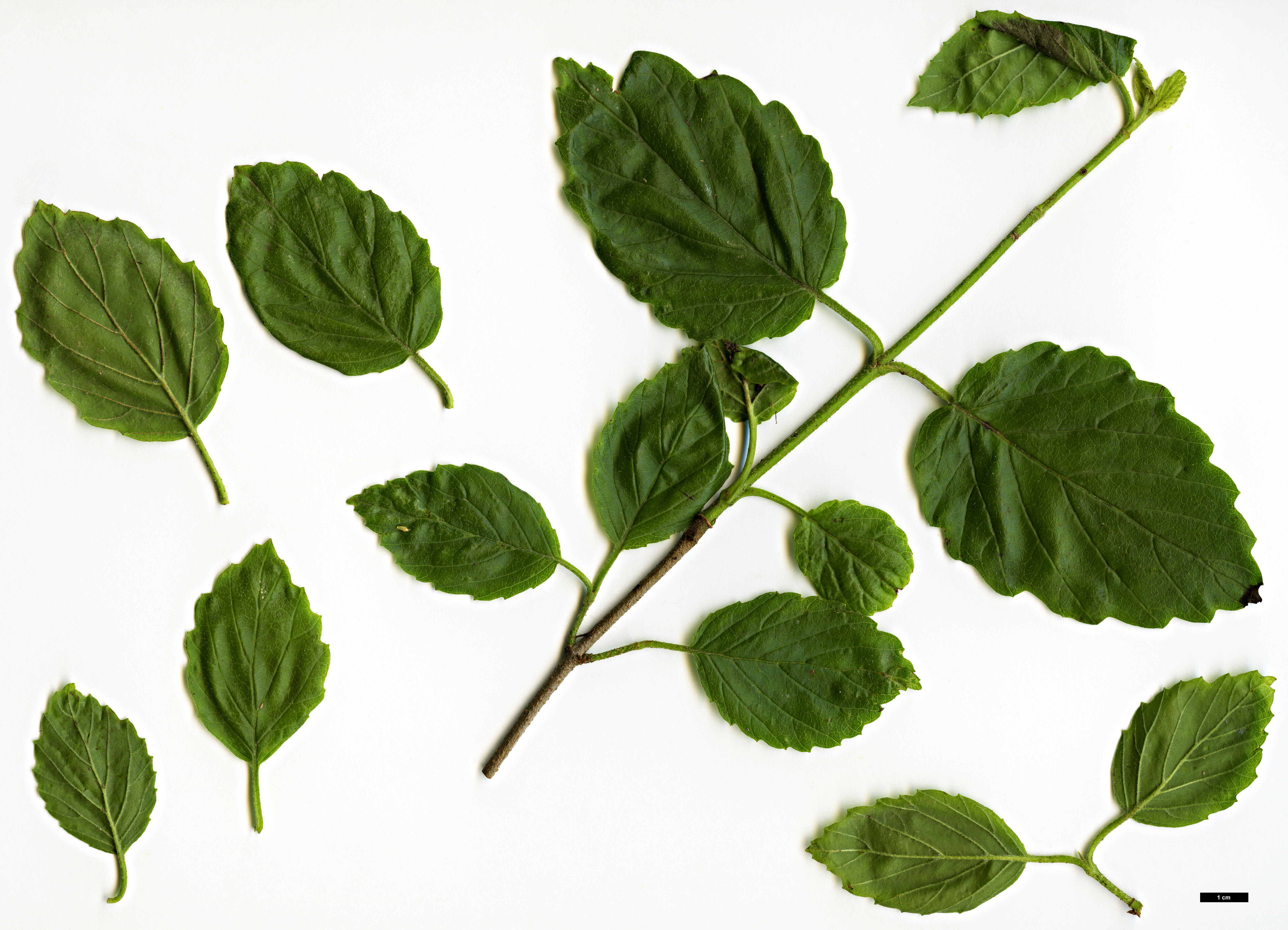 High resolution image: Family: Adoxaceae - Genus: Viburnum - Taxon: bracteatum