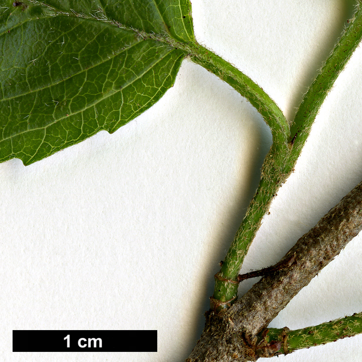 High resolution image: Family: Adoxaceae - Genus: Viburnum - Taxon: bracteatum