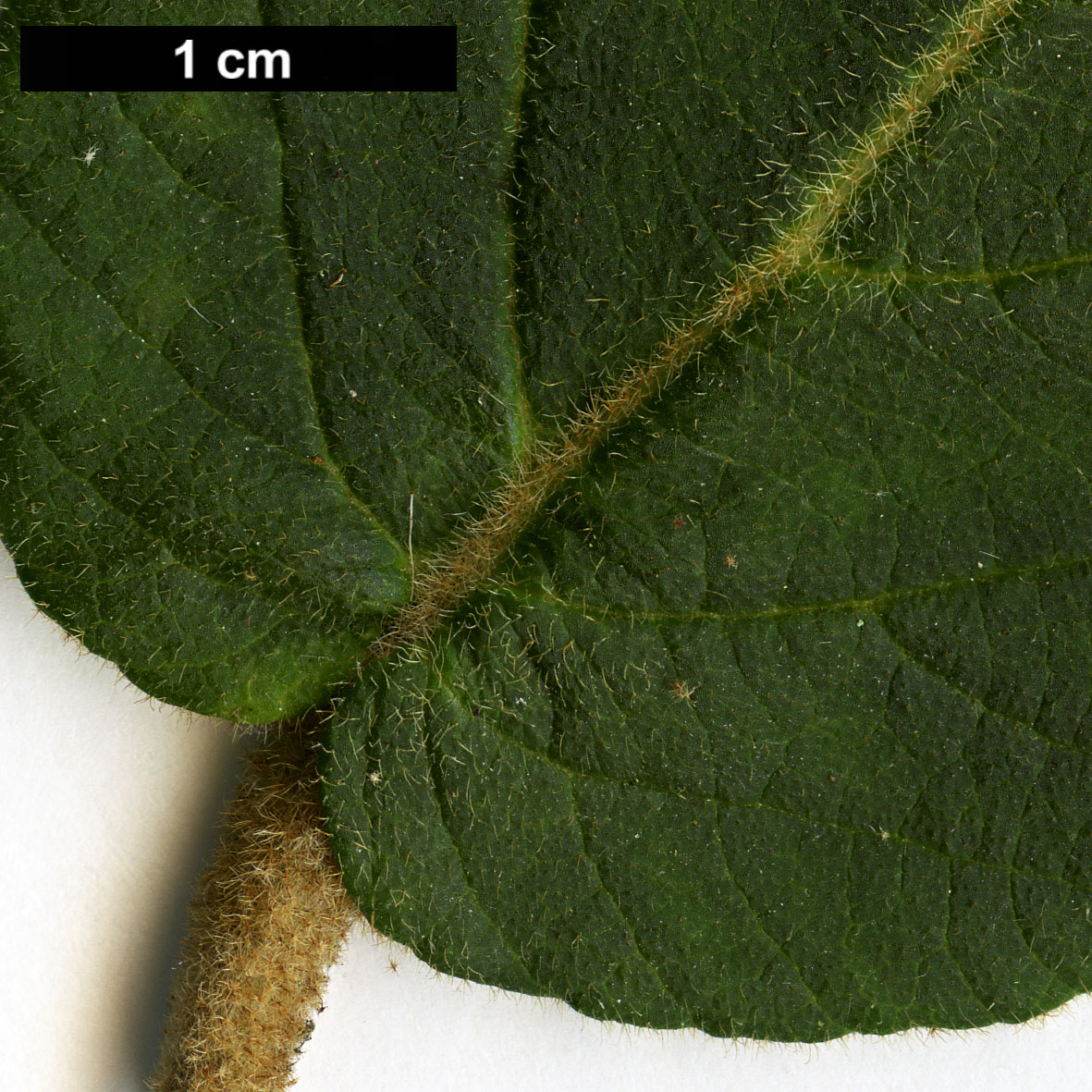 High resolution image: Family: Adoxaceae - Genus: Viburnum - Taxon: buddleifolium