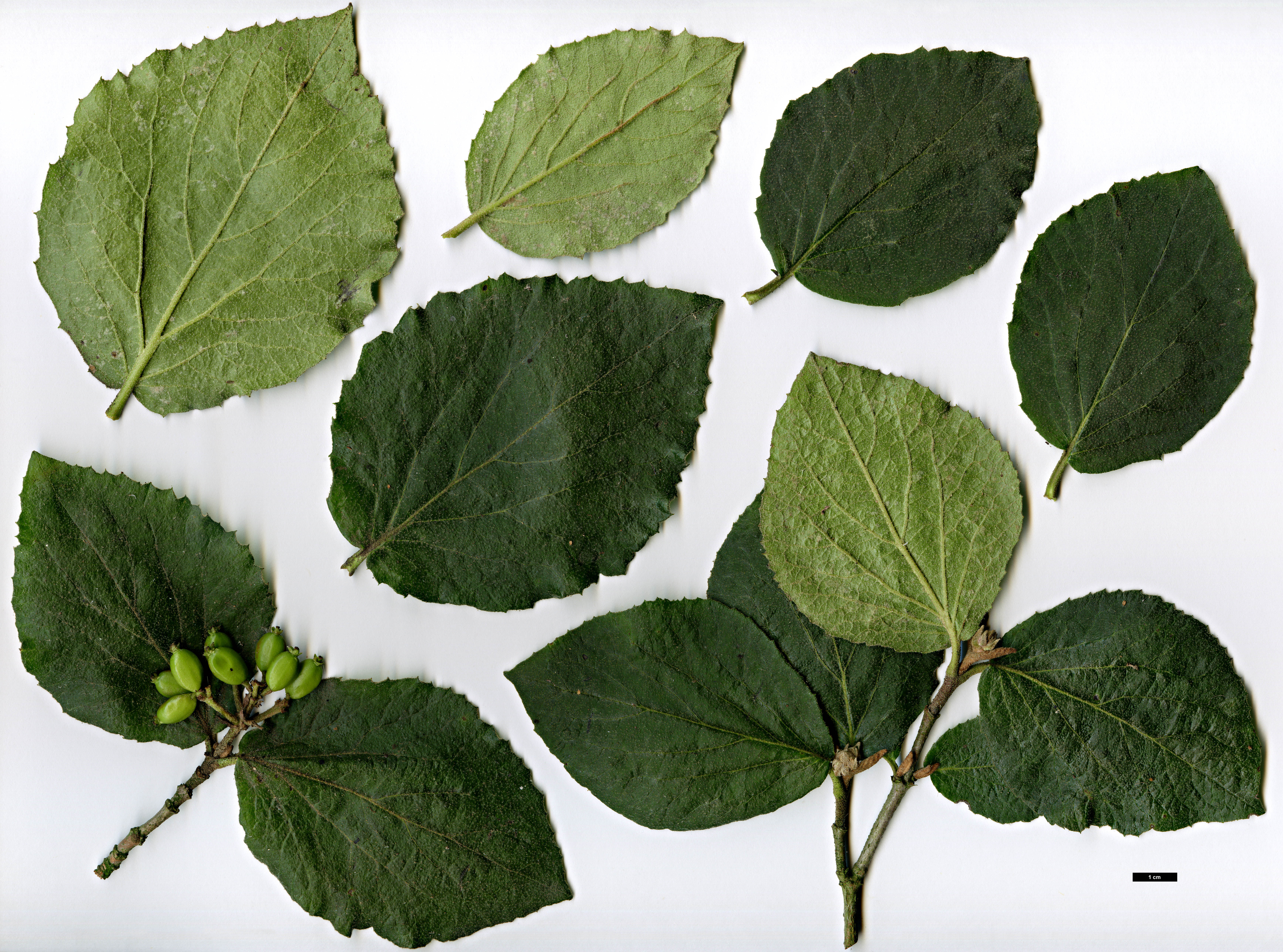 High resolution image: Family: Adoxaceae - Genus: Viburnum - Taxon: carlesii