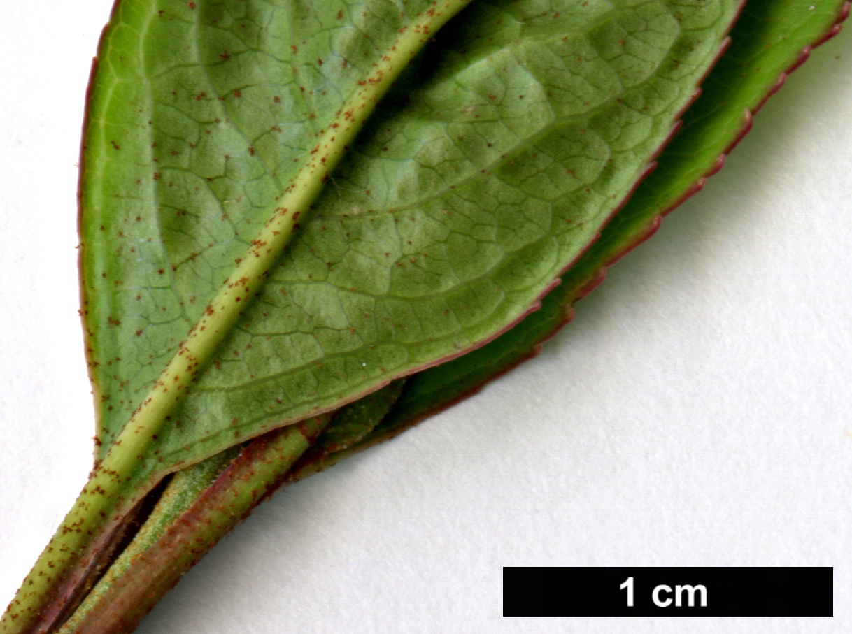 High resolution image: Family: Adoxaceae - Genus: Viburnum - Taxon: cassinoides