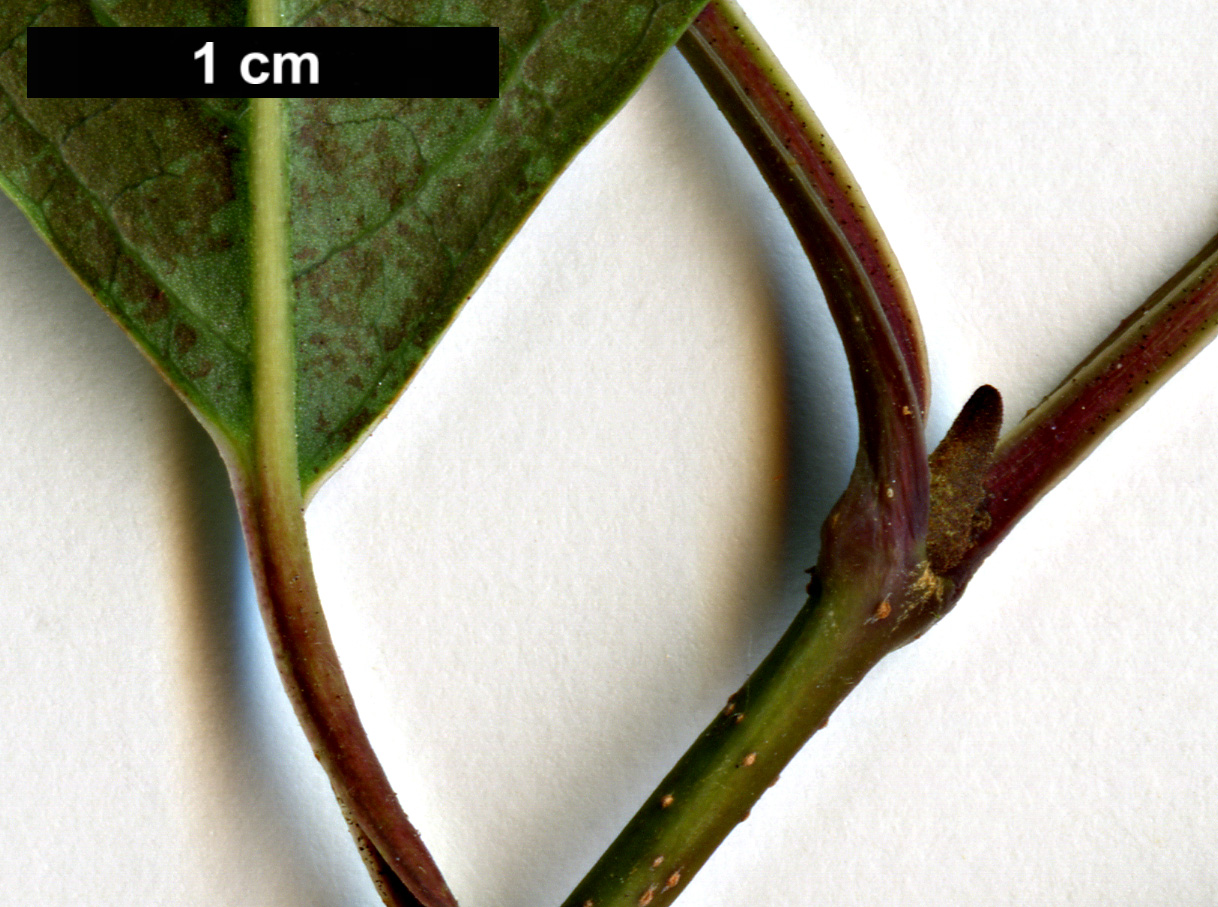 High resolution image: Family: Adoxaceae - Genus: Viburnum - Taxon: cassinoides