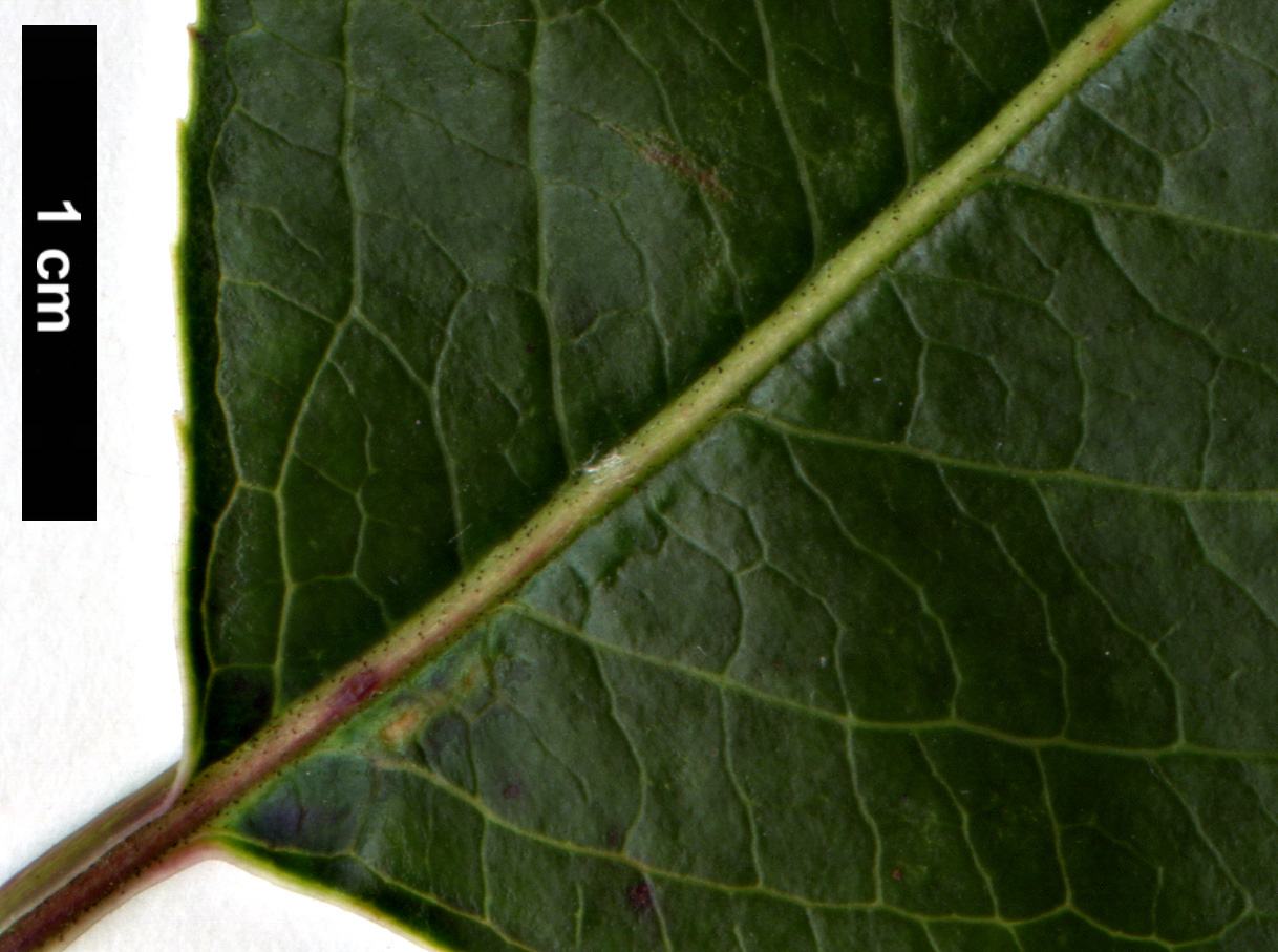 High resolution image: Family: Adoxaceae - Genus: Viburnum - Taxon: cassinoides