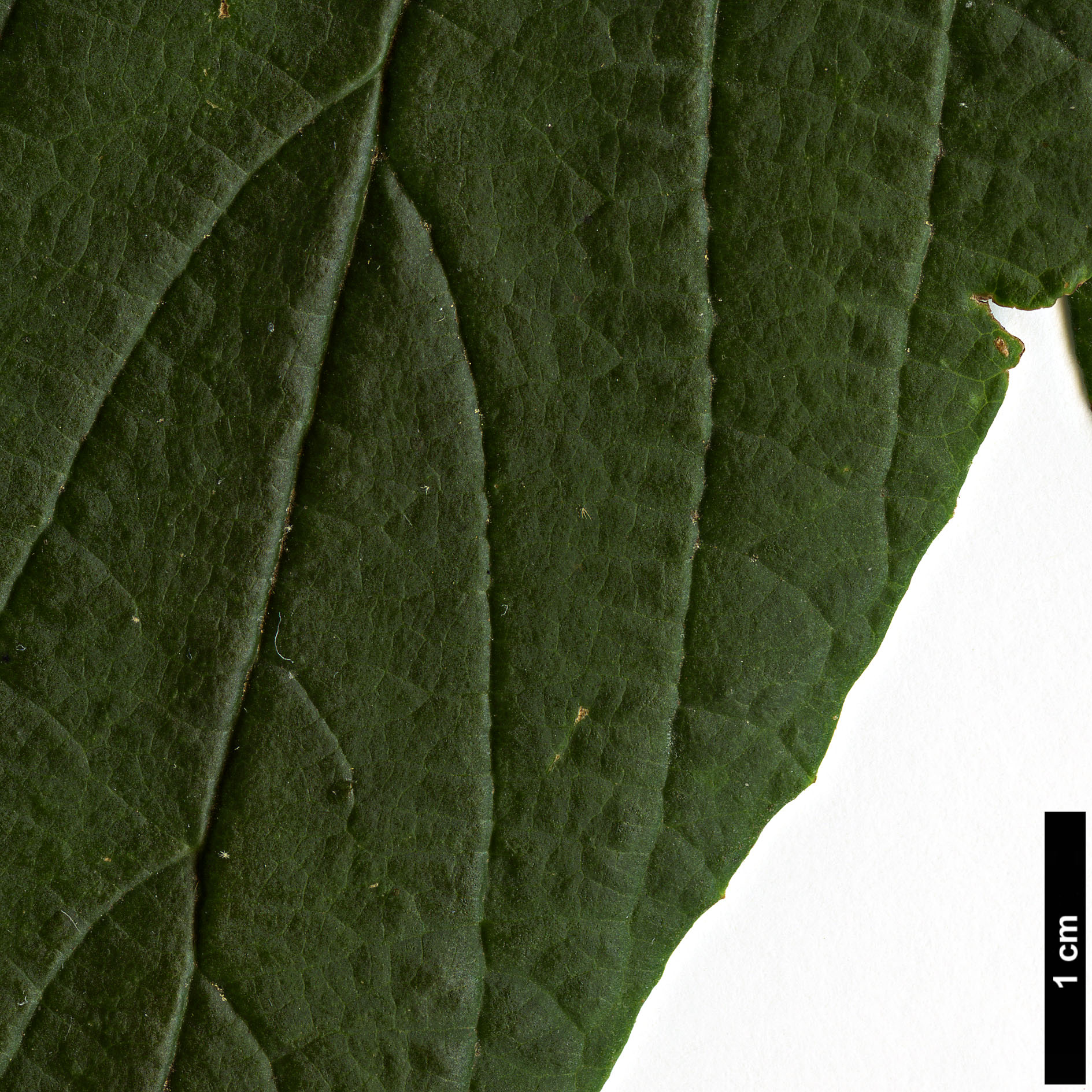 High resolution image: Family: Adoxaceae - Genus: Viburnum - Taxon: chinshanense