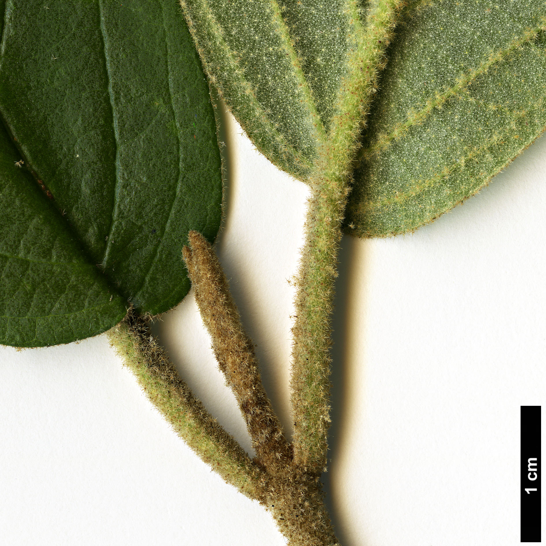 High resolution image: Family: Adoxaceae - Genus: Viburnum - Taxon: chinshanense