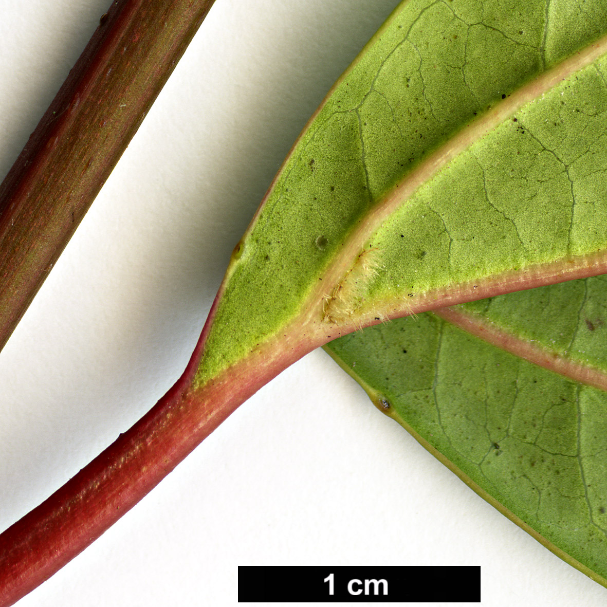 High resolution image: Family: Adoxaceae - Genus: Viburnum - Taxon: cinnamomifolium