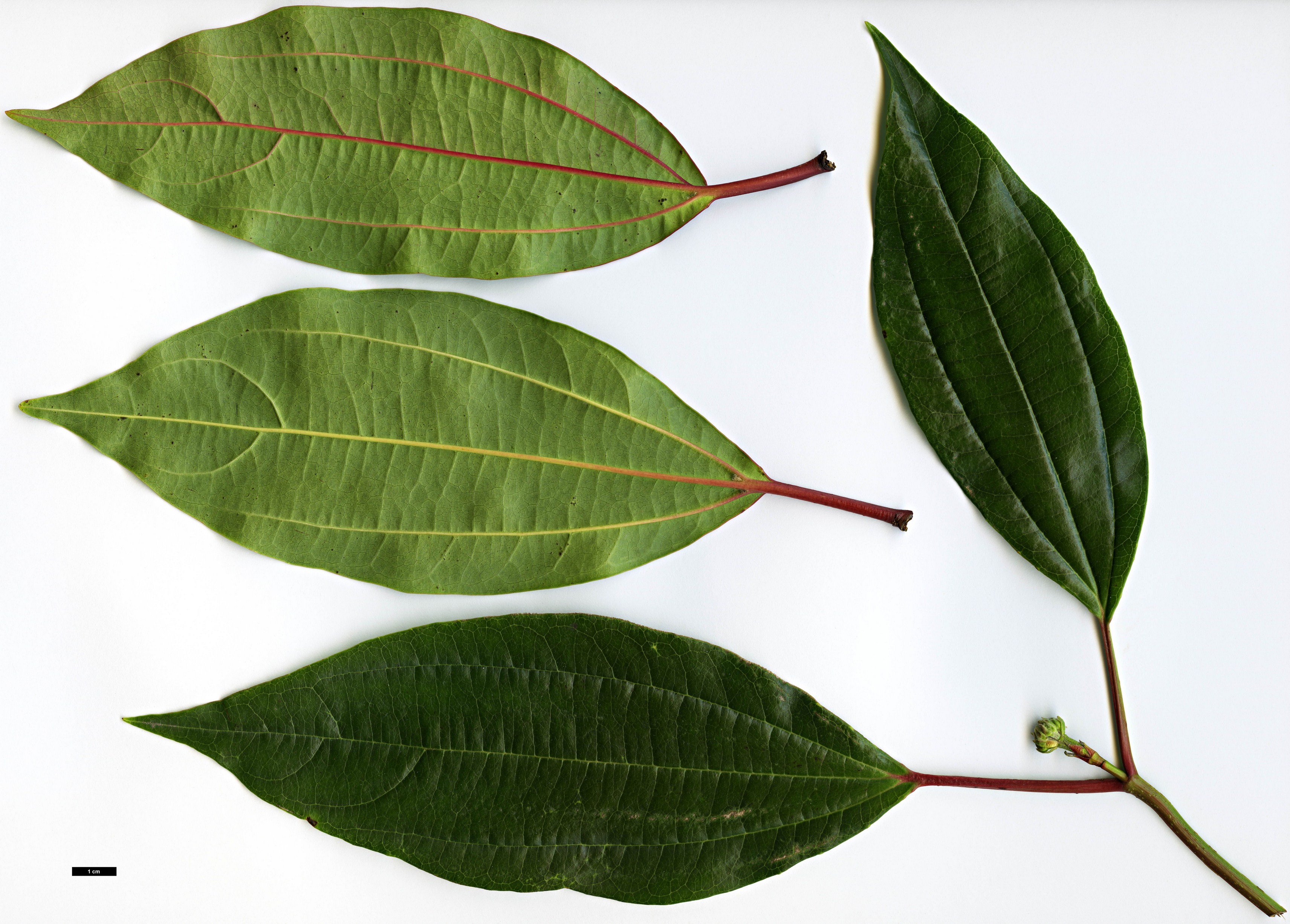 High resolution image: Family: Adoxaceae - Genus: Viburnum - Taxon: cinnamomifolium